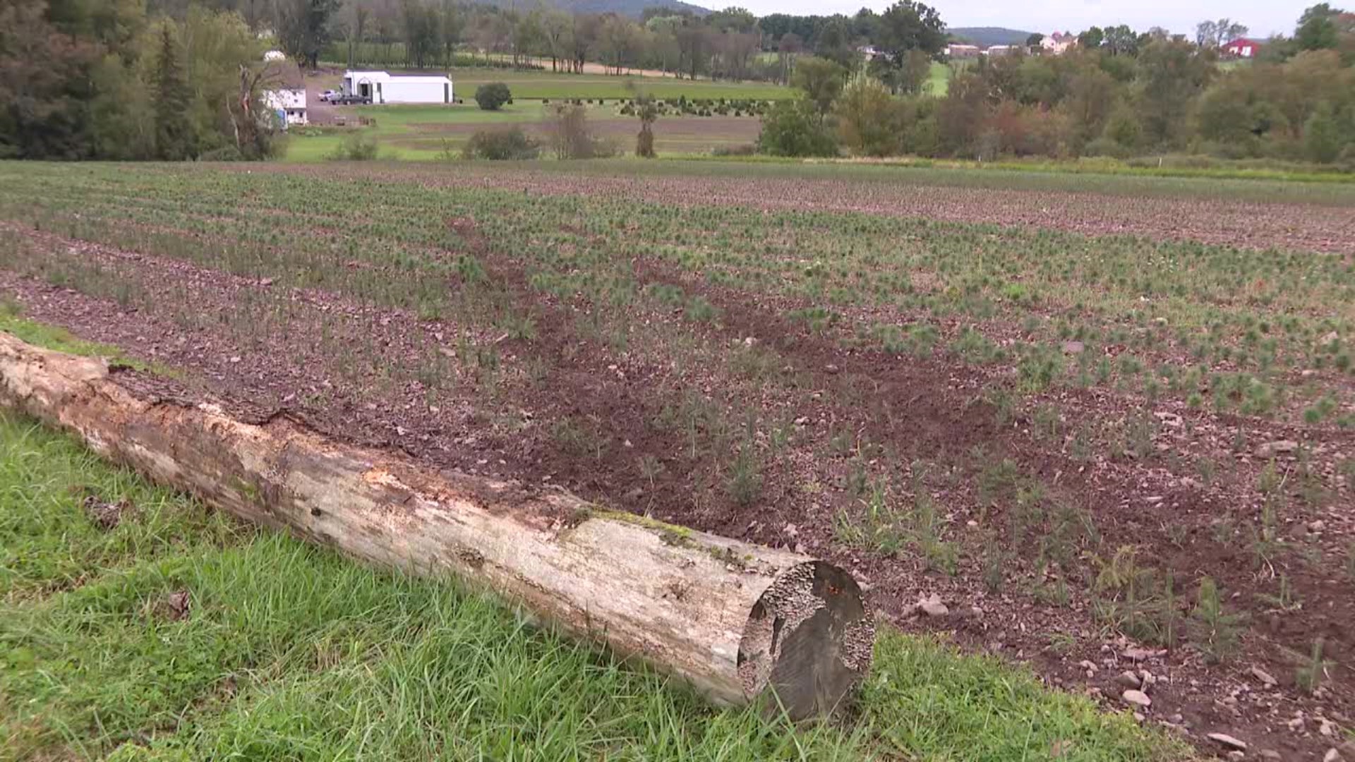 A man drove his vehicle through a field, mowing down more than 1,300 seedlings.