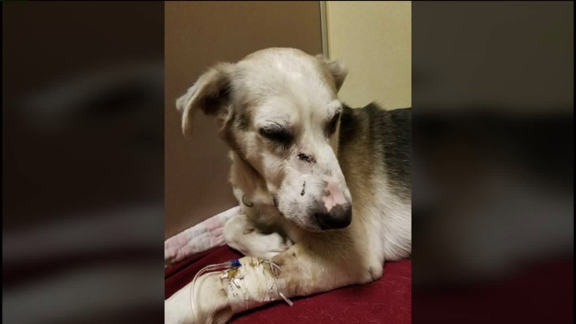 Dog Shot in Face in Schuylkill County