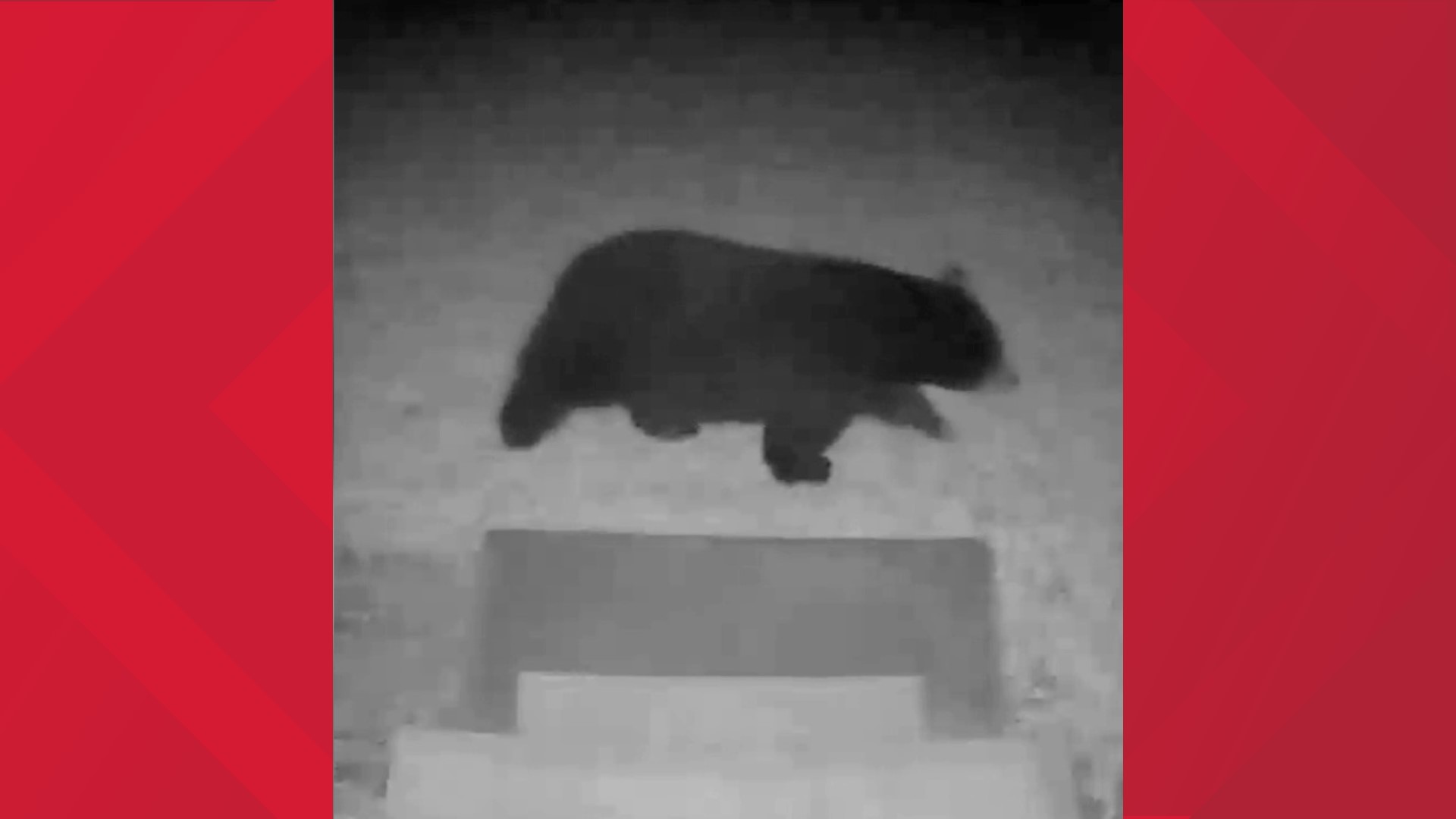 The visiting bruin strolled by the doorbell camera early Monday.