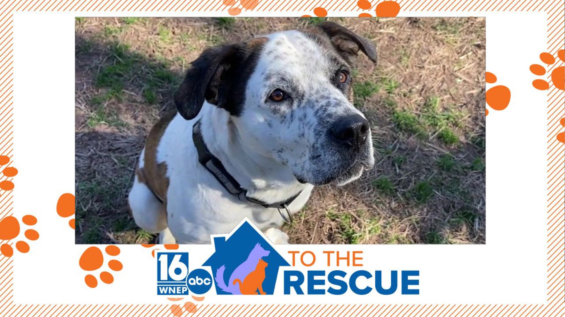 In this week's 16 To The Rescue, we meet a cattle dog mix who came to live at an animal shelter near Honesdale after his previous owner got too sick to care for him.
