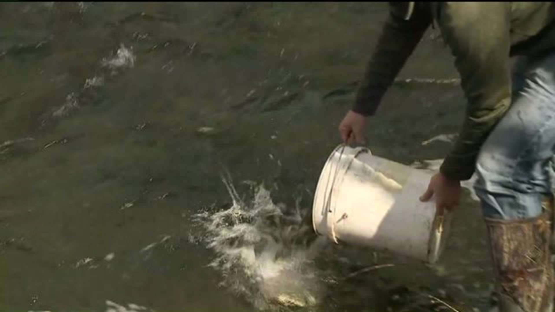 "First Day of Trout Stocking in the Poconos" is lockedFirst Day of Trout Stocking in the Poconos