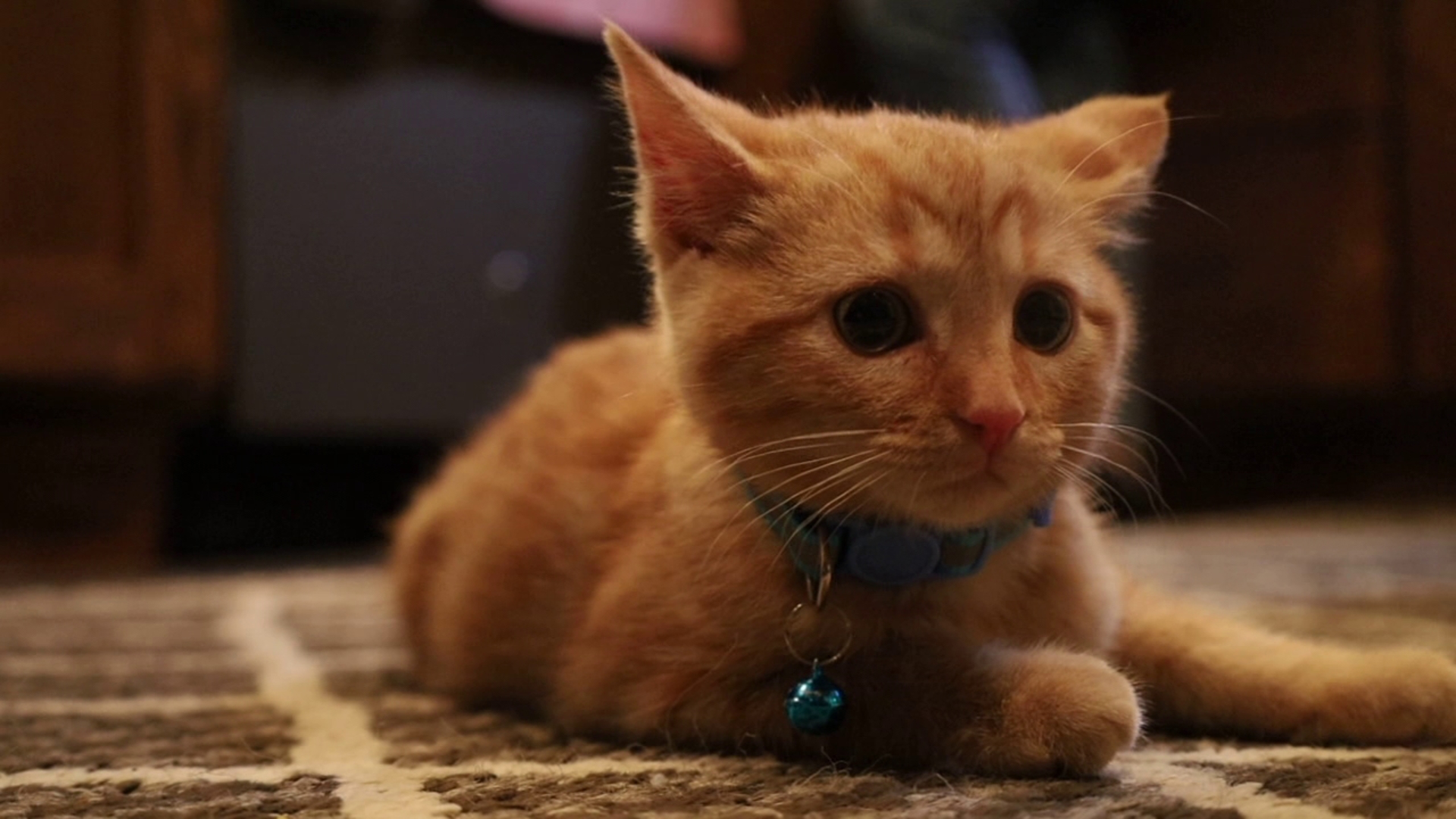 Christmas came early for one family in Pennsylvania and for one stray cat from Missouri.