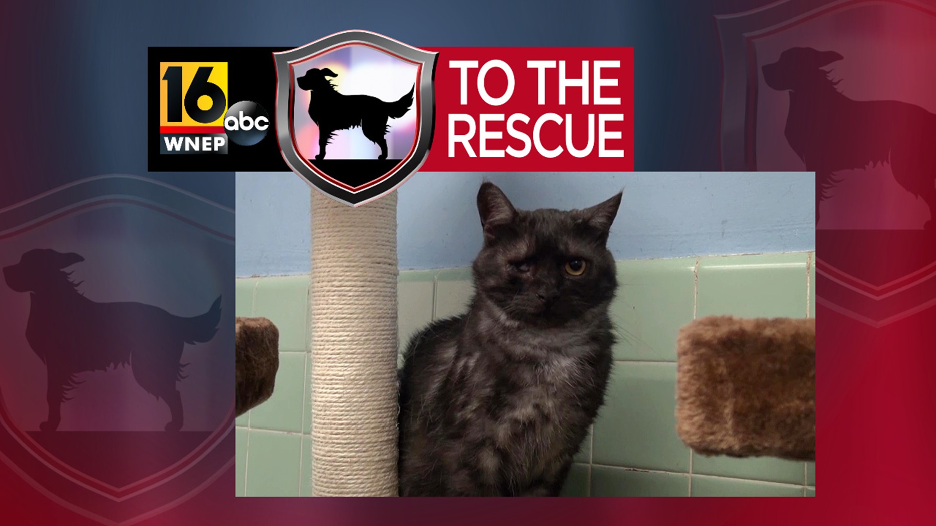 In this week's 16 To The Rescue we meet an older cat who often gets overlooked because of his age and shyness.