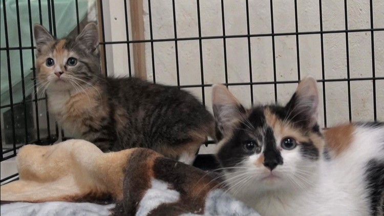'Kitten shower' planned to help overcrowded animal shelter