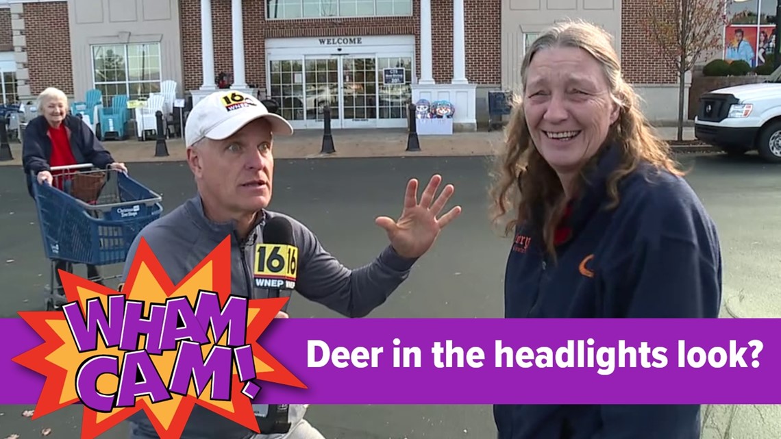 Wham Cam: Deer in the headlights look?
