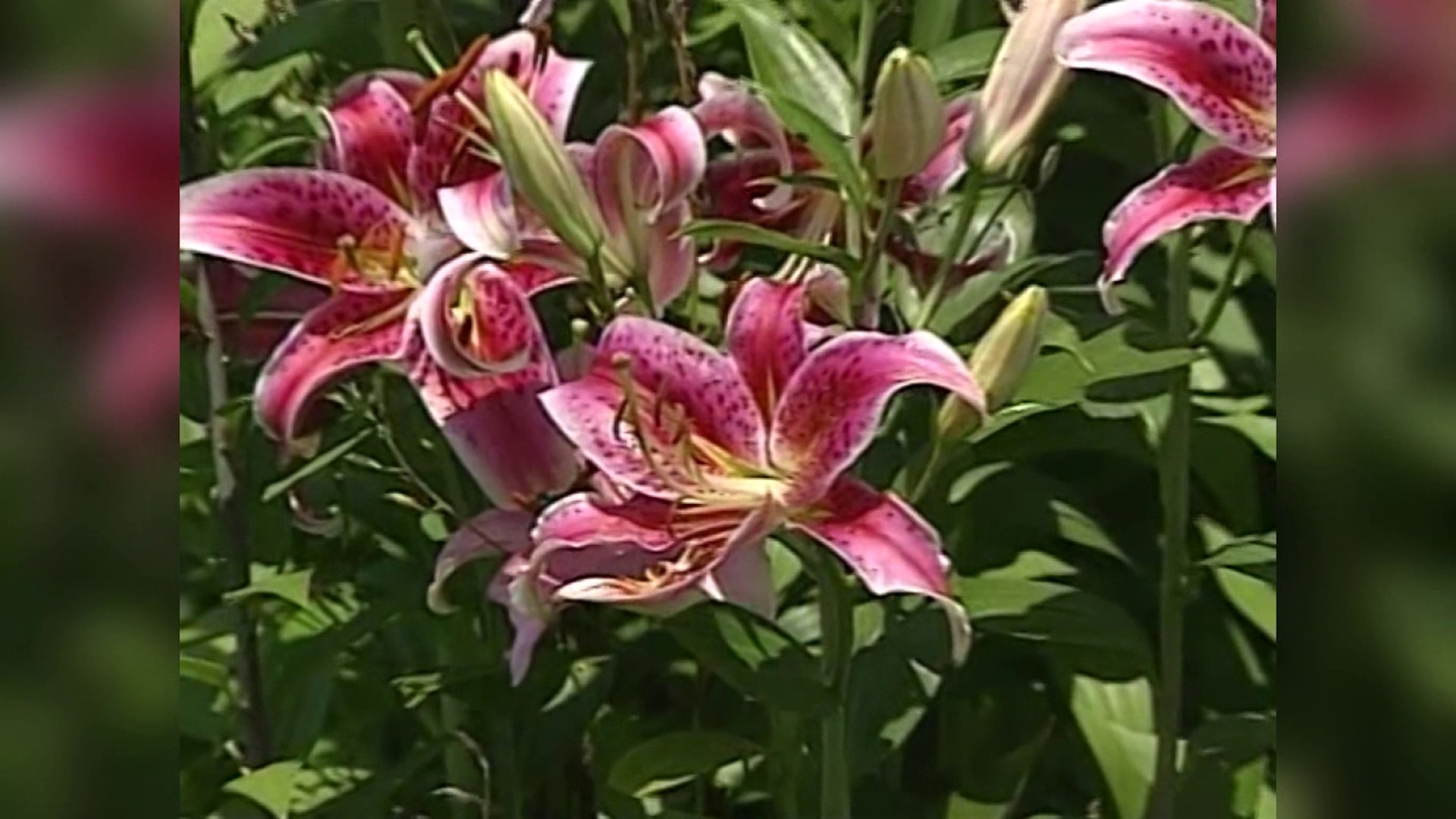 Back in the year 2005, Mike Stevens took a trip to Northumberland County to see the beauty in a garden of day lilies.