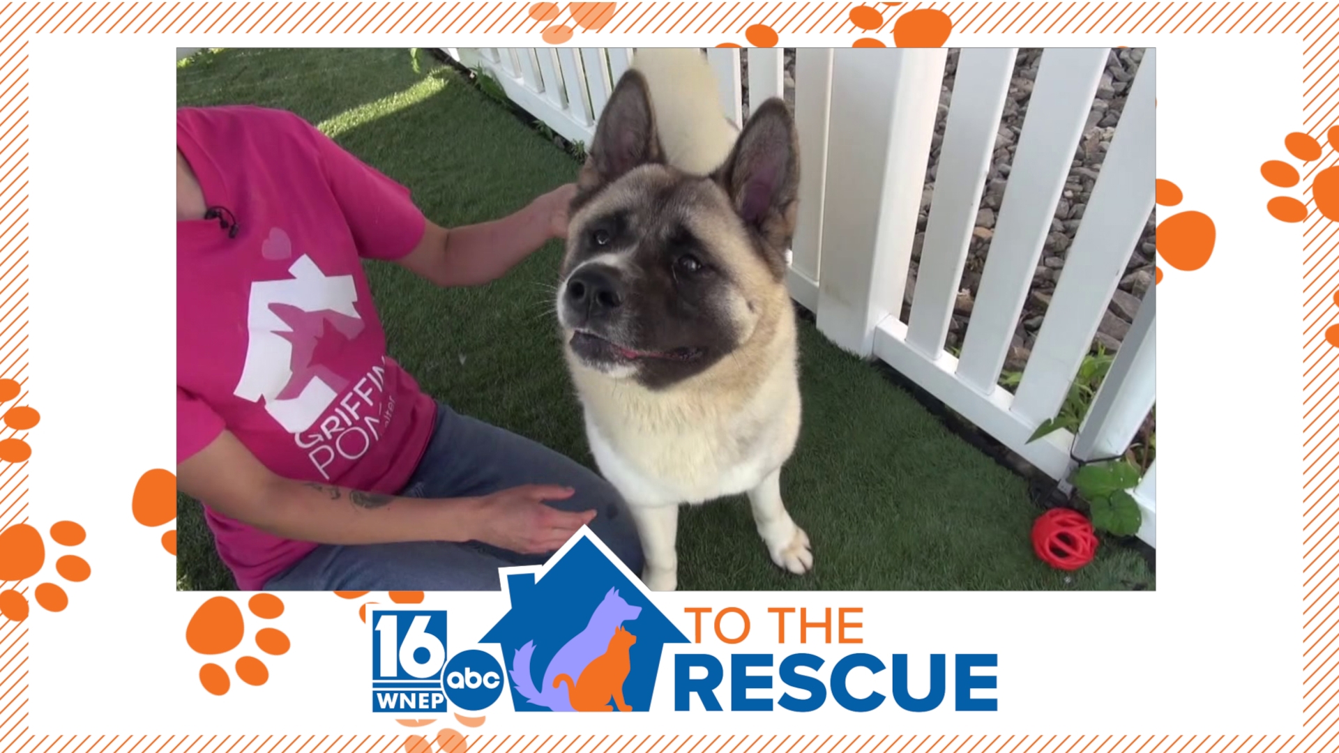 In this week's 16 To The Rescue, we meet Noelle, an Akita/mix. She is high-energy and needs a family that matches that and knows the breed.