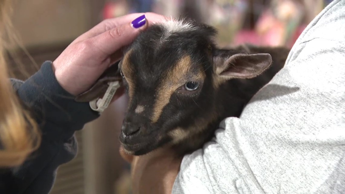 Animals star at Pennsylvania Farm Show 