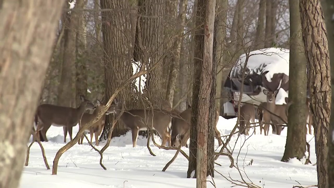 Get antlerless deer licences now in Pennsylvania