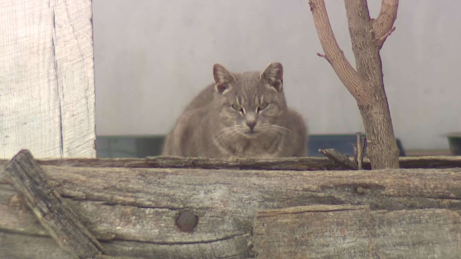 Catawissa officials are looking for volunteers to help with feral cat concerns.