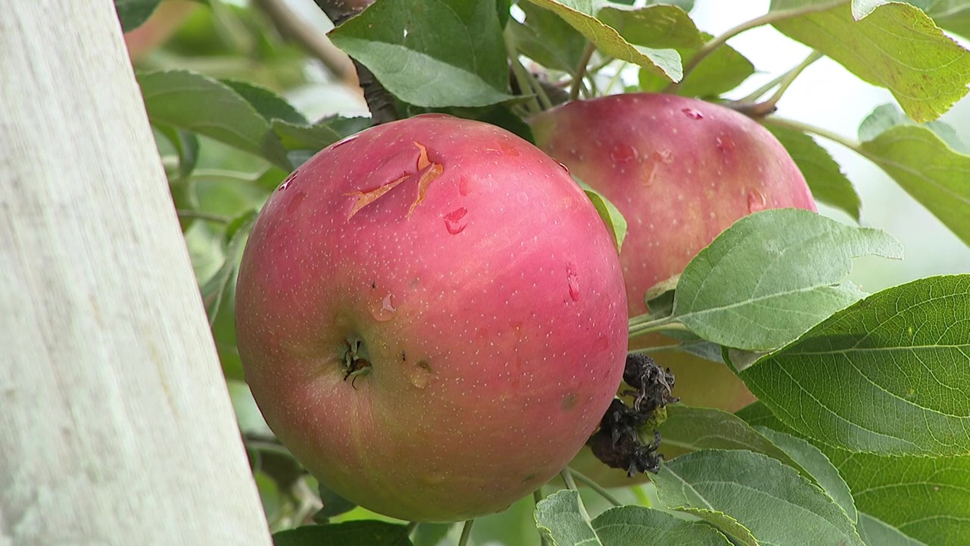 The owners of Green's Fruit Farm say the hail damaged the majority of their apples, ruining its season. Newswatch 16's Nikki Krize stopped by to see the damage.