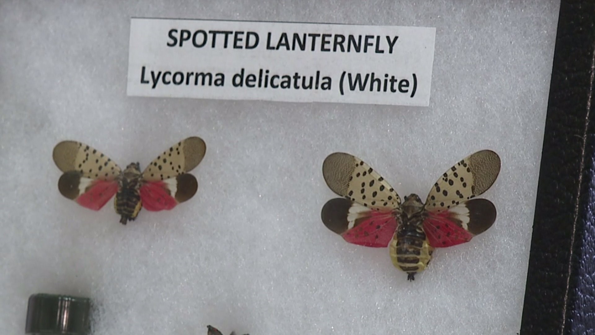 Grant Given to PA to Fight Spotted Lanternfly