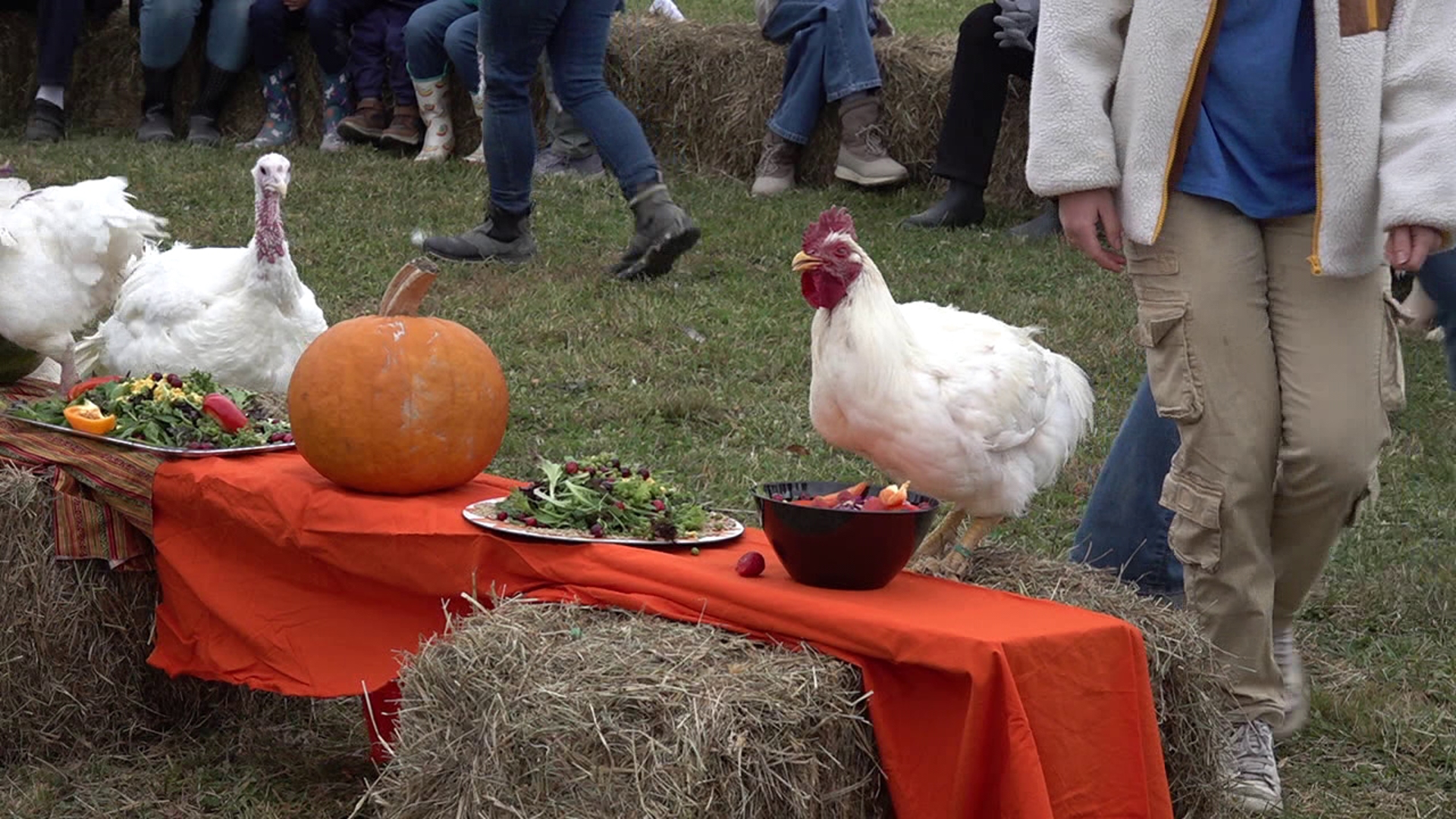 With the holiday season coming up, one sanctuary invites guests to celebrate alongside their animals every year.