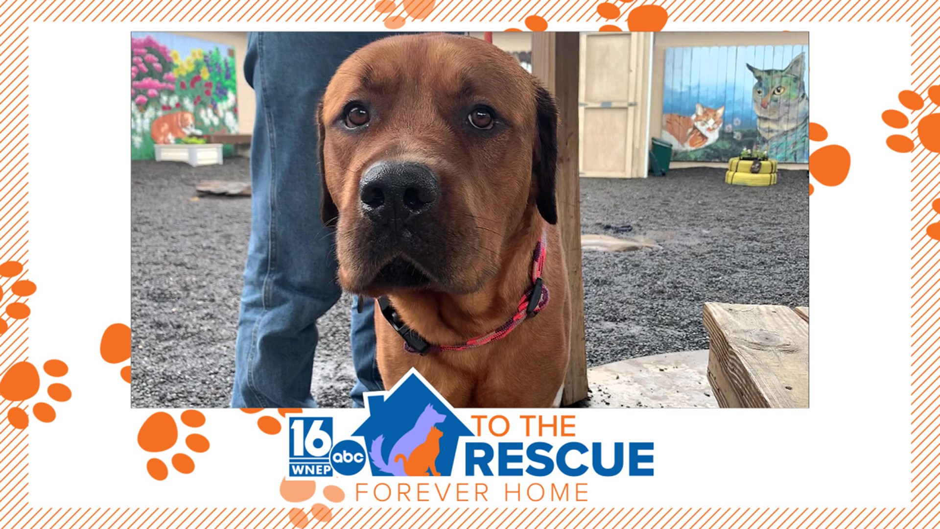 In this week's 16 To The Rescue, we meet Simba, a gentle dog ready for his forever home.