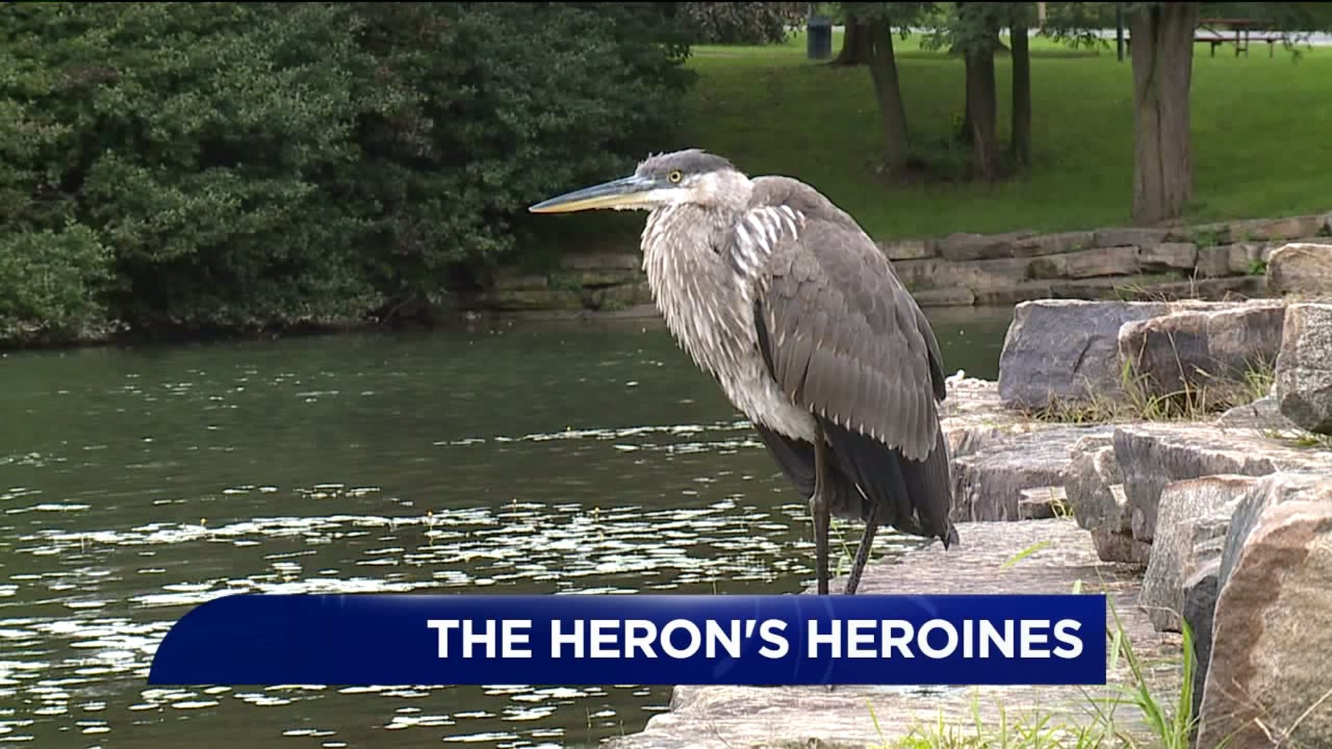 Meet the Tangled Heron's Heroines