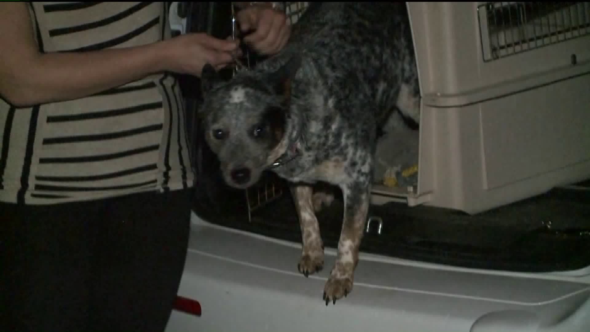 More Than 20 Animals Rescued From a Home in Lackawanna County