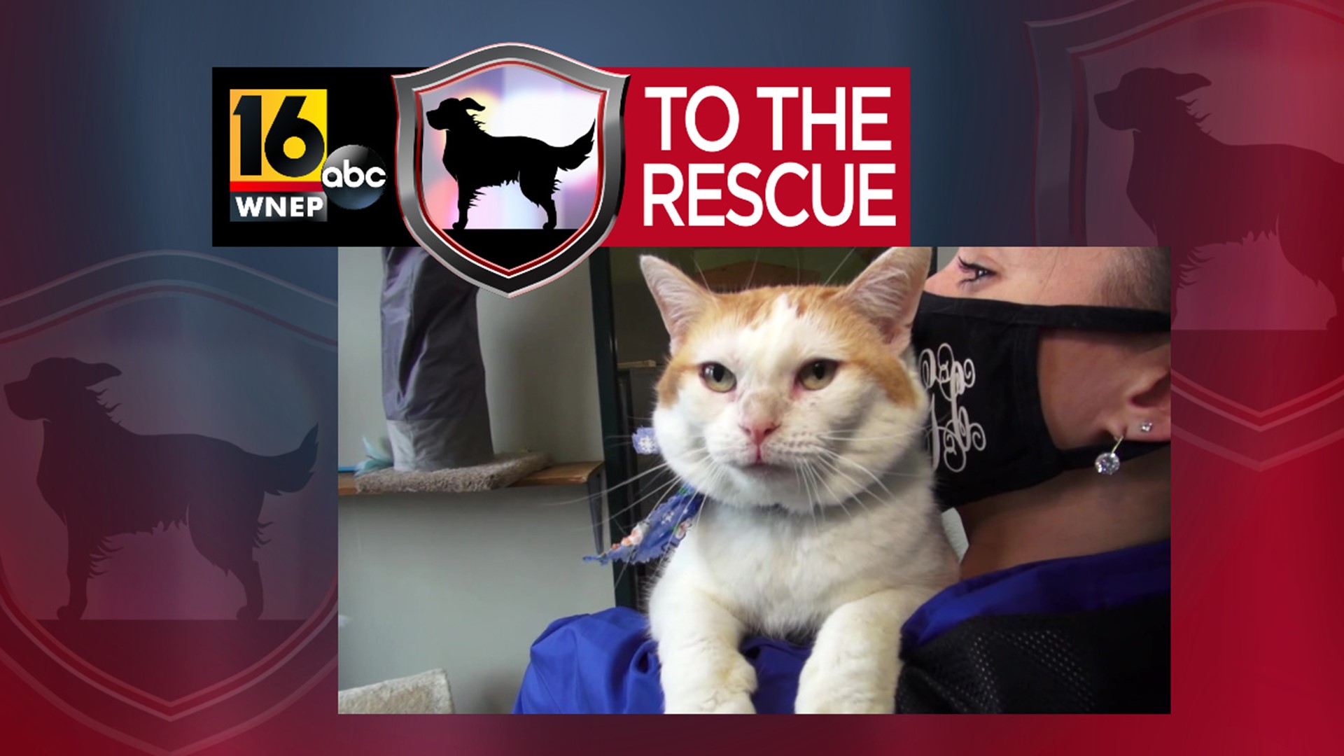 In this week's 16 To The Rescue, we meet an 8-year-old cat who loves to snuggle, give hugs and kisses, a has a very unique meow.