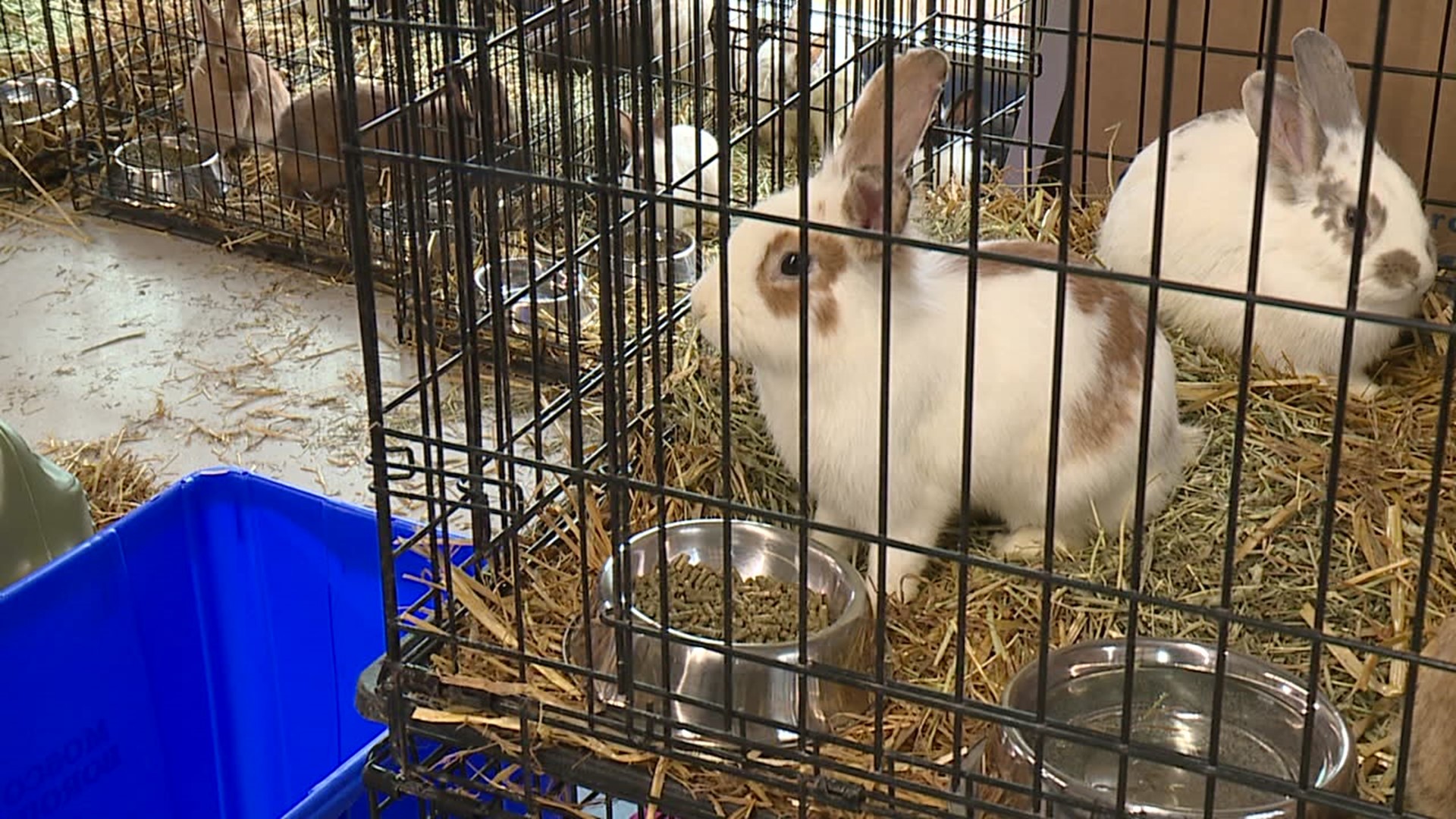 The Lackawanna County humane officer says the rabbits were taken from a home near Moscow and are being cared for at Griffin Pond Animal Shelter.