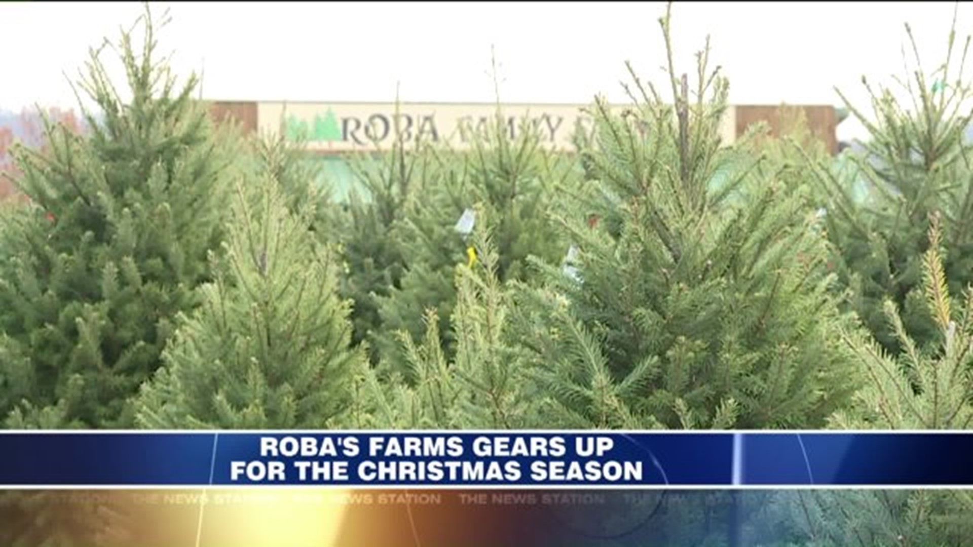 Roba Family Farms Ready to Sell Trees for Christmas