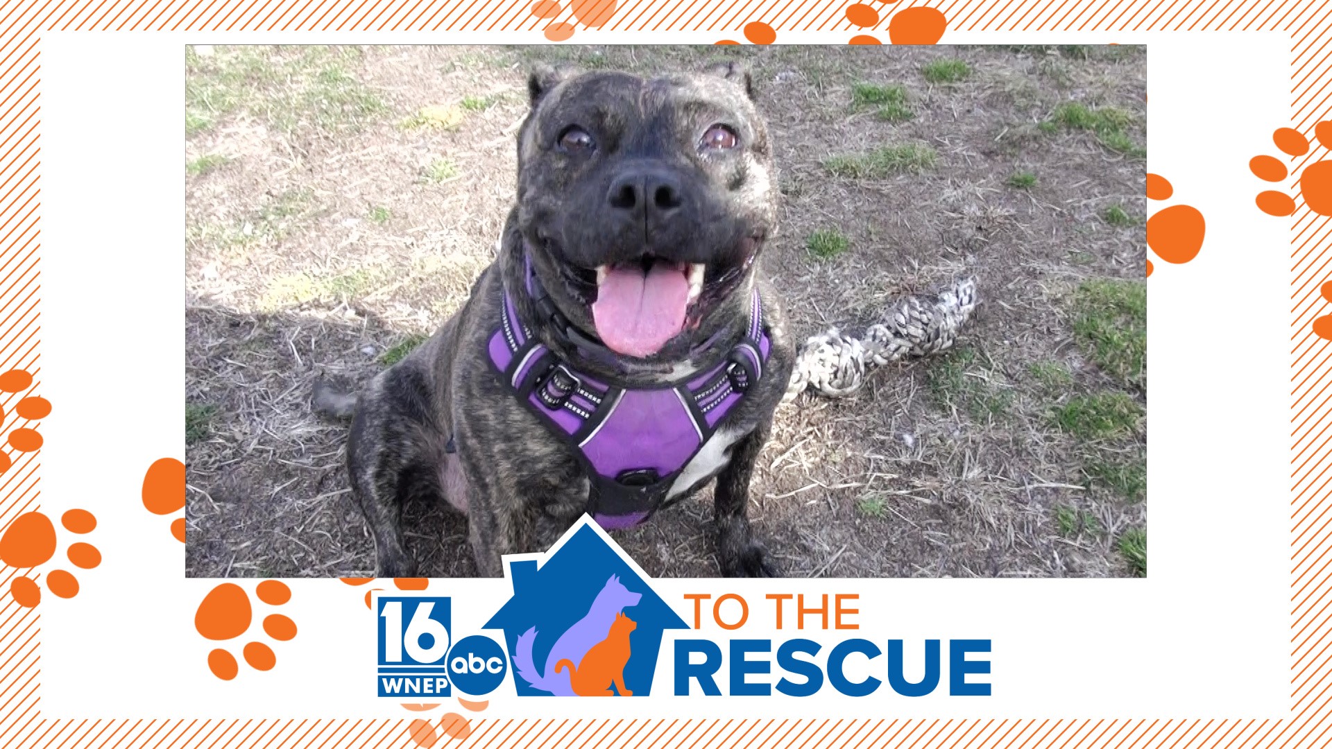 In this week's 16 To The Recue we meet a 5-year-old pit bull/mix who rescue workers believe is only getting overlooked because of her breed.