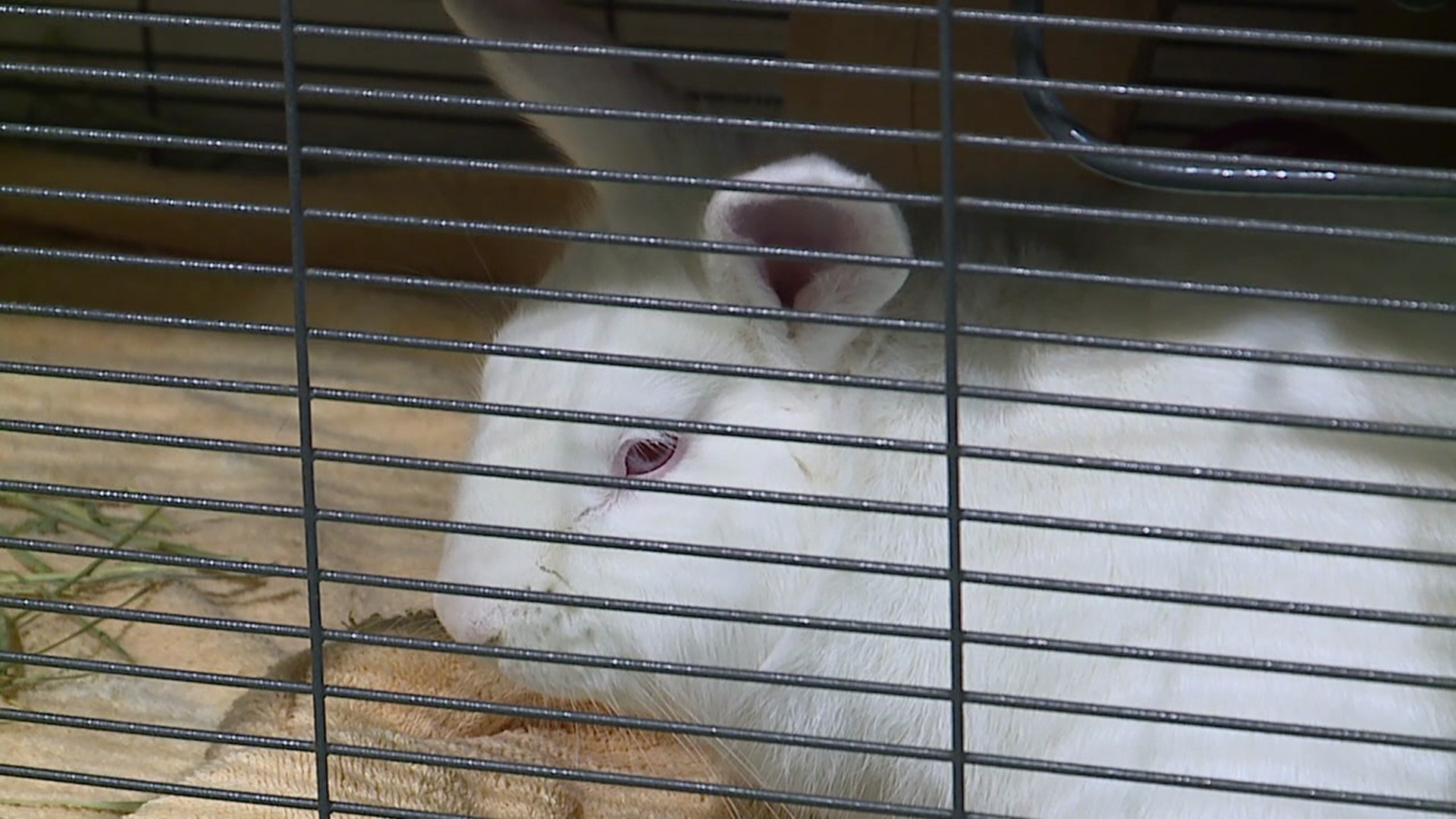 Thousands of bunnies are surrendered every year after they have been adopted for Easter.