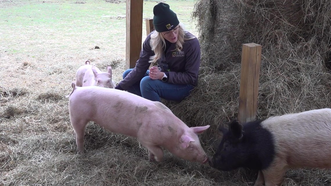 Check It Out With Chelsea: Indraloka Animal Sanctuary - Vimarsana News