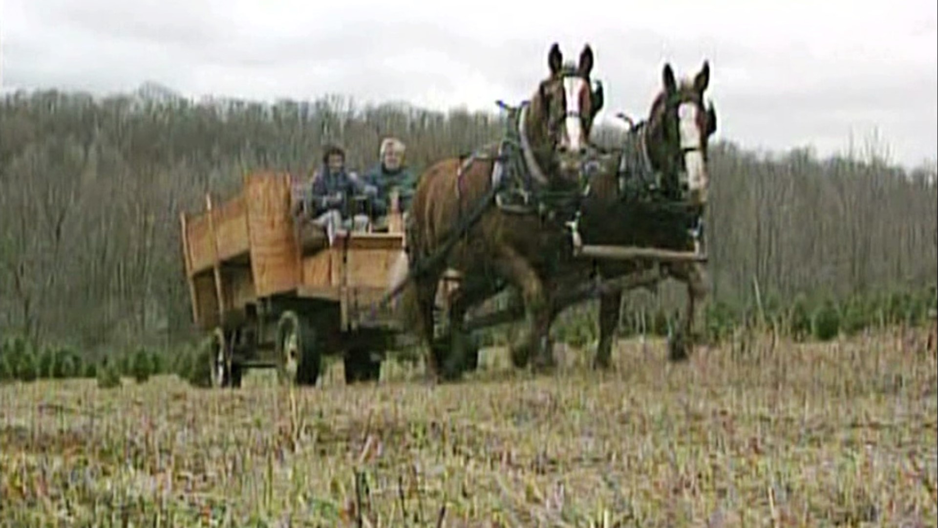 Travel with Mike Stevens back to 1999 when he took a horse-drawn wagon out to find a tree in Lackawanna County.