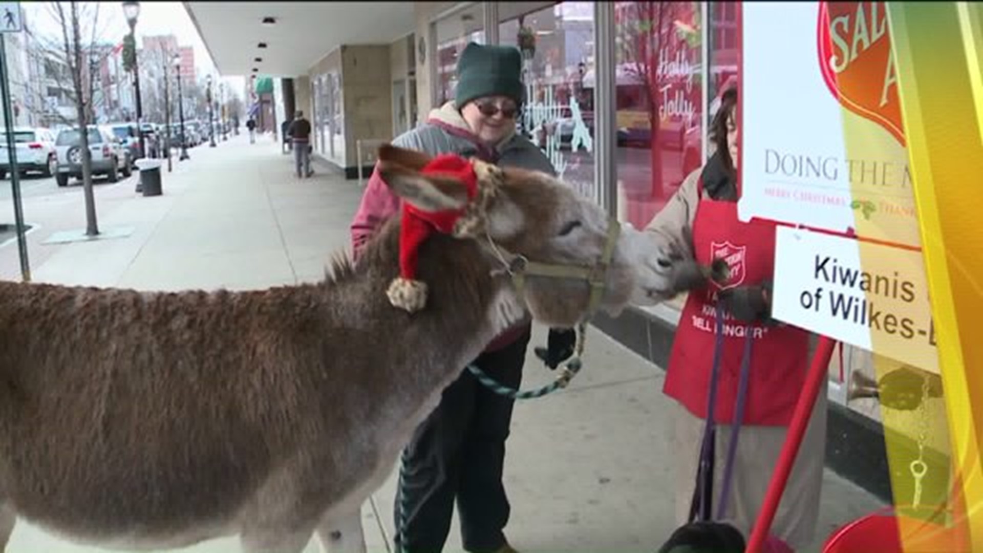 Therapy Donkeys Spread Cheer in Wilkes-Barre