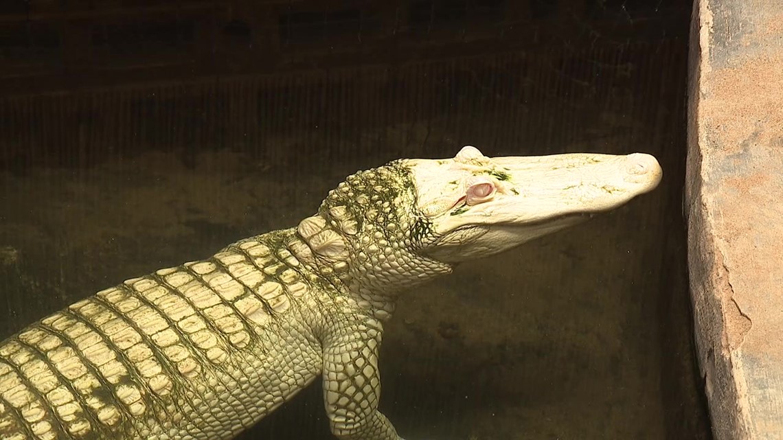 Clyde Peeling's Reptiland Reopening On Friday | Wnep.com