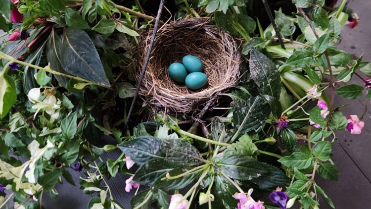 Spring beginnings | PhotoLink Library