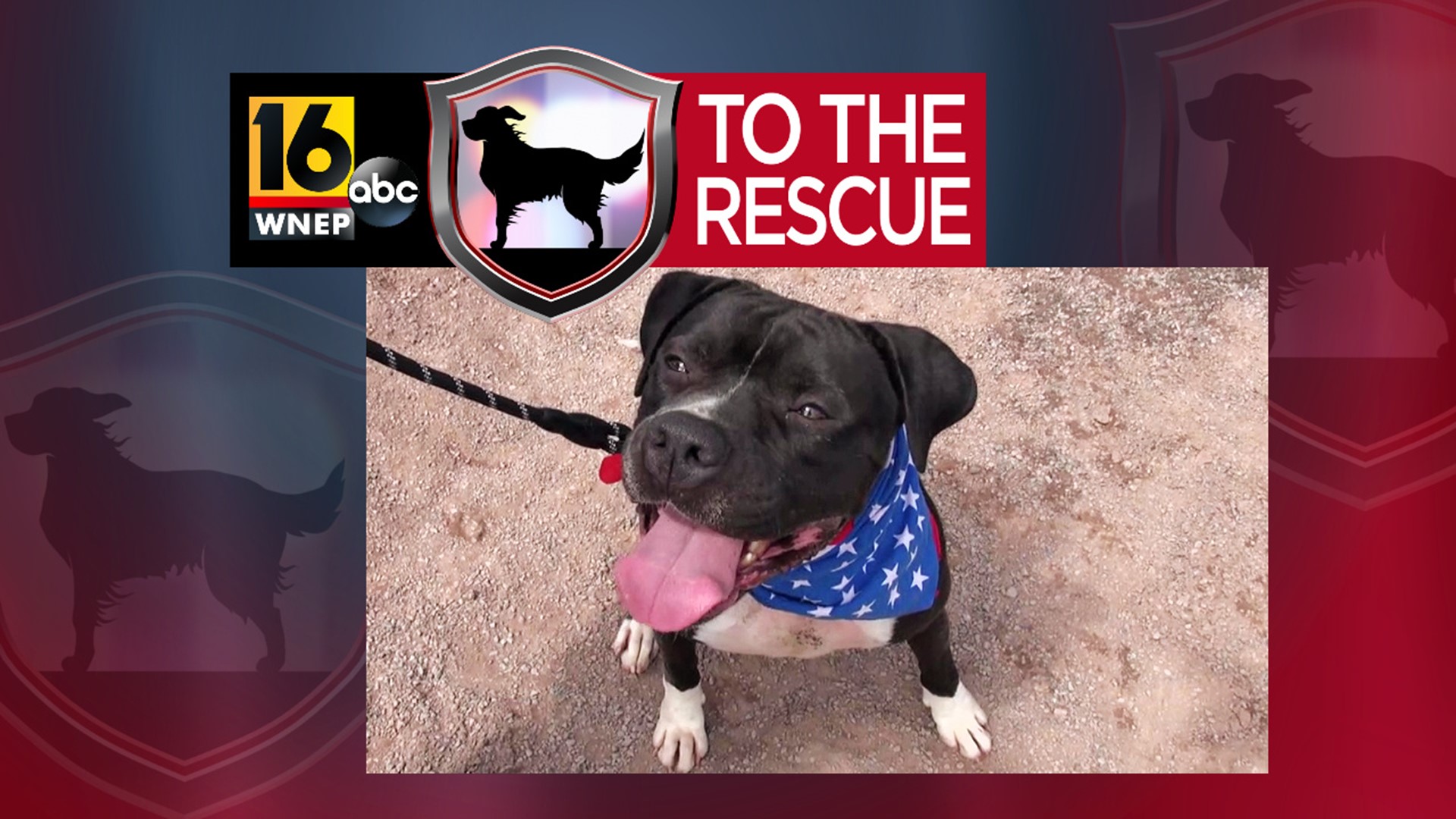 In this week's 16 To The Rescue, we are re-introduced to Remington, a 2-year-old pit bull/boxer mix who still has not been adopted.