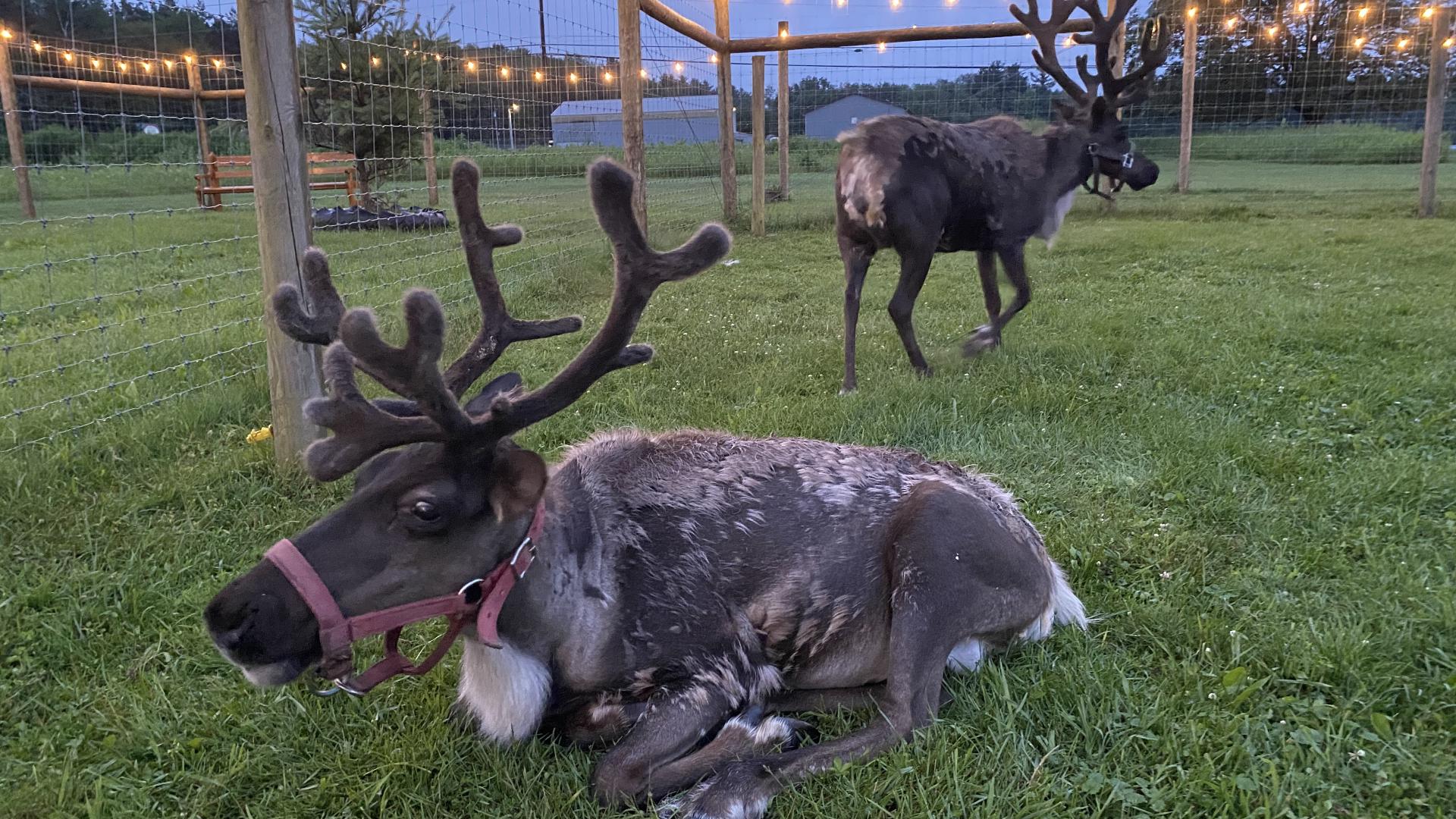 It's Christmas in July for one farm in Carbon County. Spruce Ridge Reindeer Farm near Albrightsville is seeing a Summer appearance of Santa every Saturday in July.