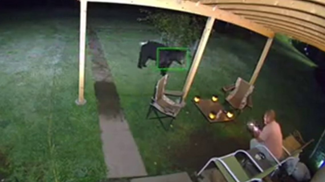 Distracted man on his phone doesn't see bear come within feet of him - Vimarsana News