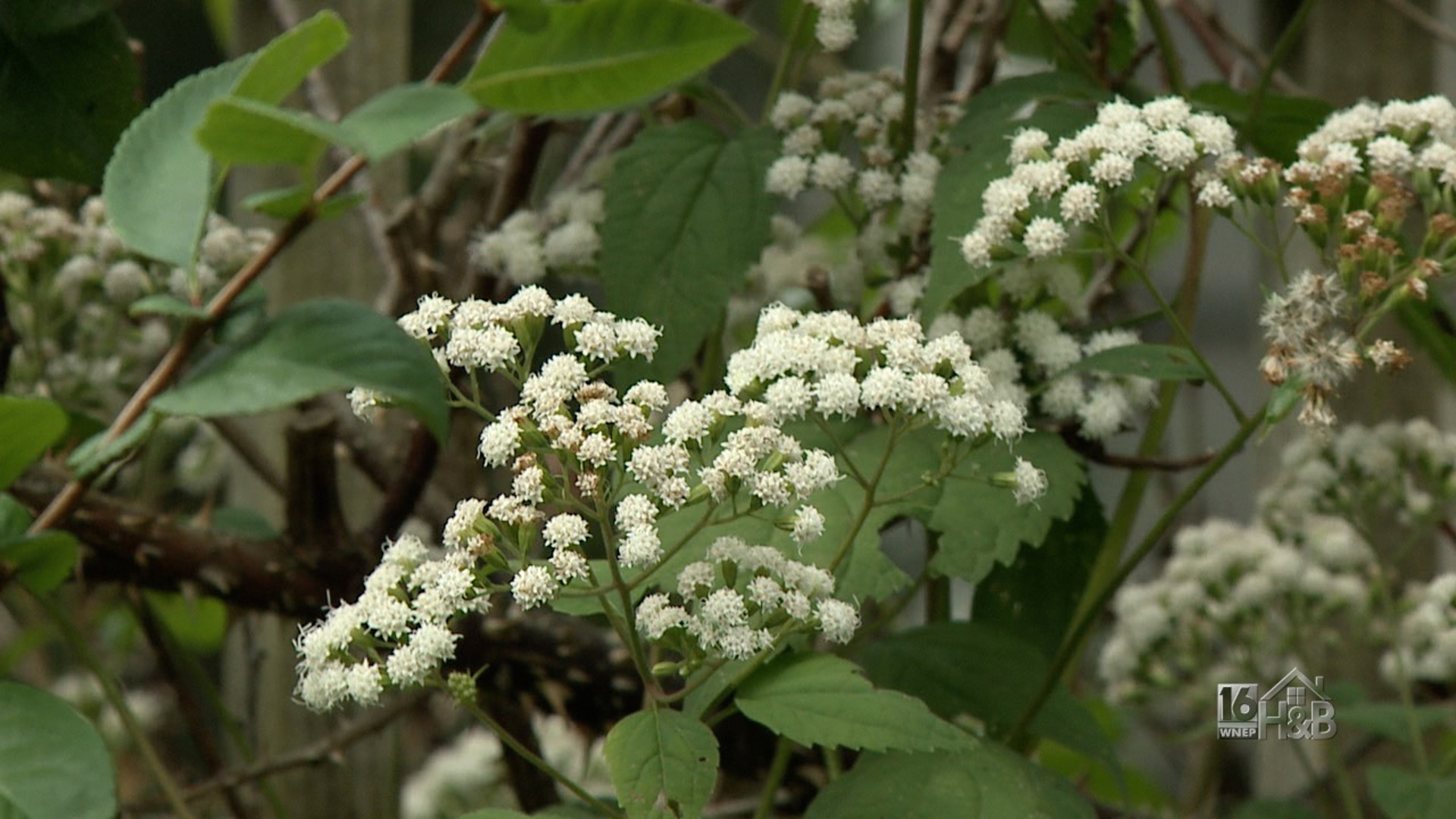 Weed Of The Week:  White Snakeroot