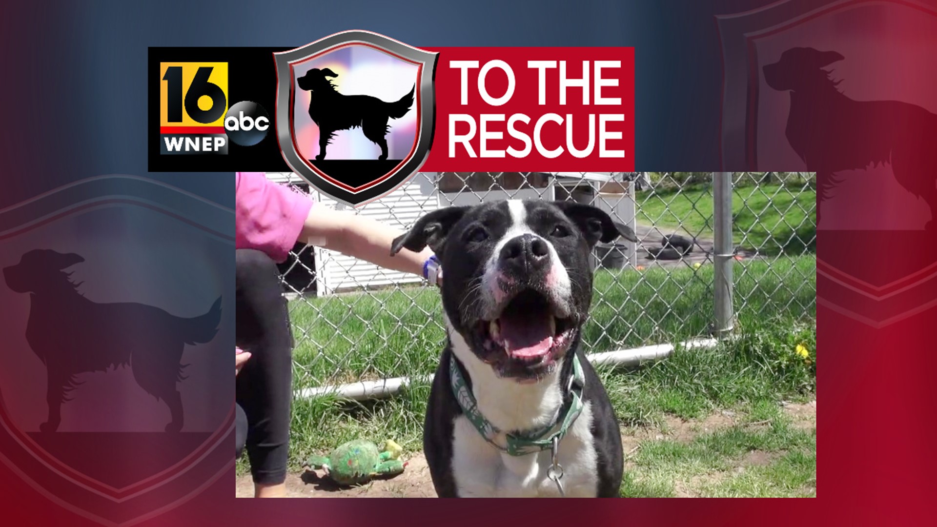 In this week's 16 To The Rescue we meet Leo, a 5-year-old pit bull/mix who has been let down in the past and is now looking for someone who will not give up on him.