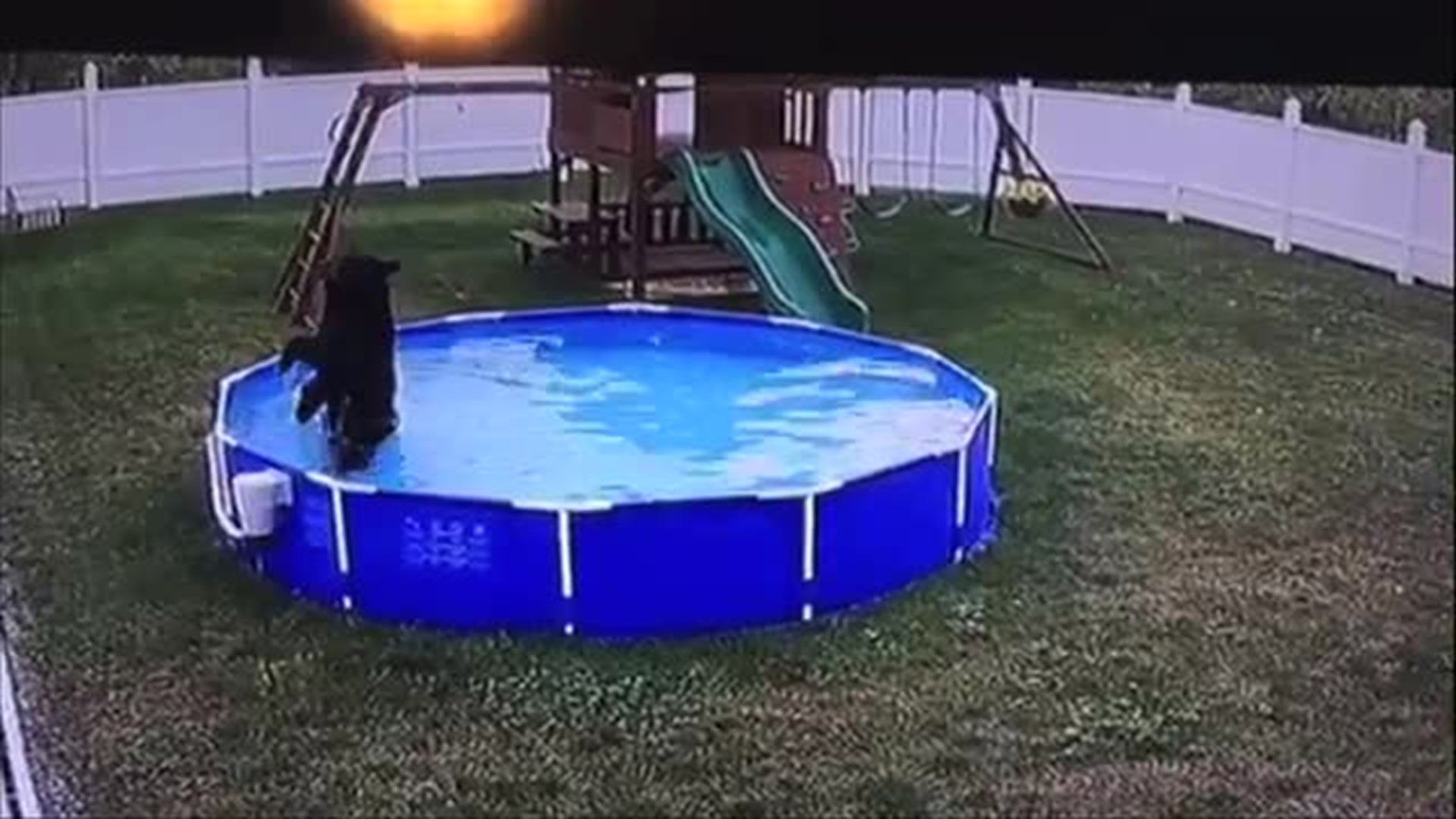 Trespassing Bear Takes a Dip in Family Pool