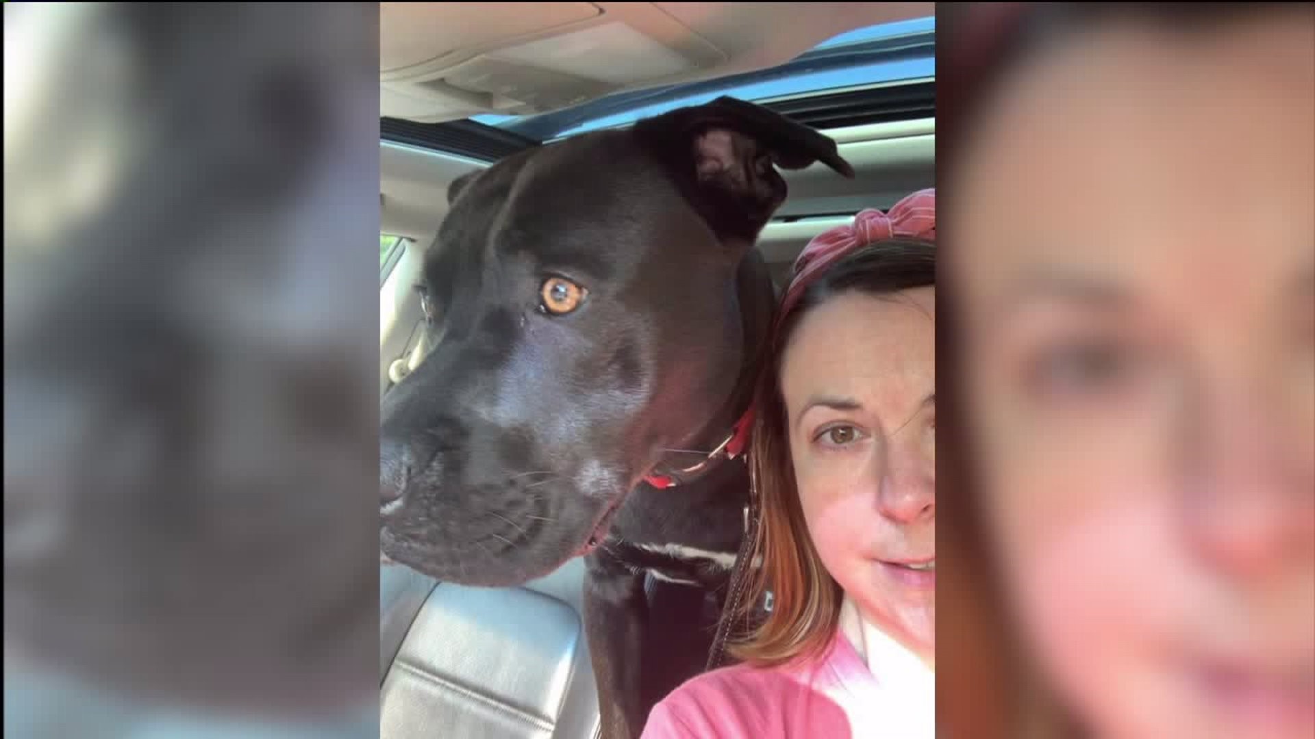 Animal Shelter: Adopted Dog Died in Fire to Stay With Owner Trapped Inside Burning Home