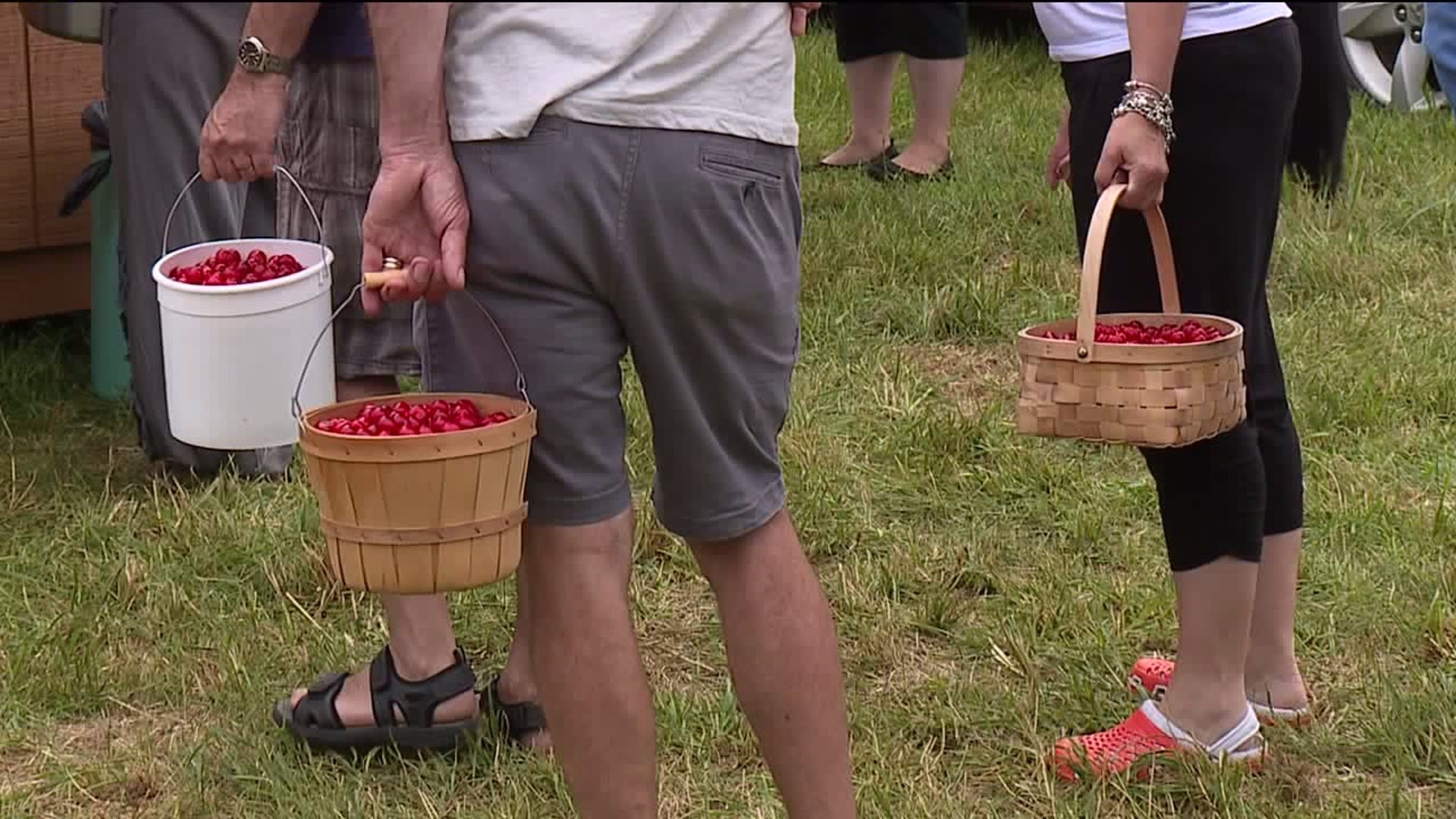 Cherry Picking in the Poconos