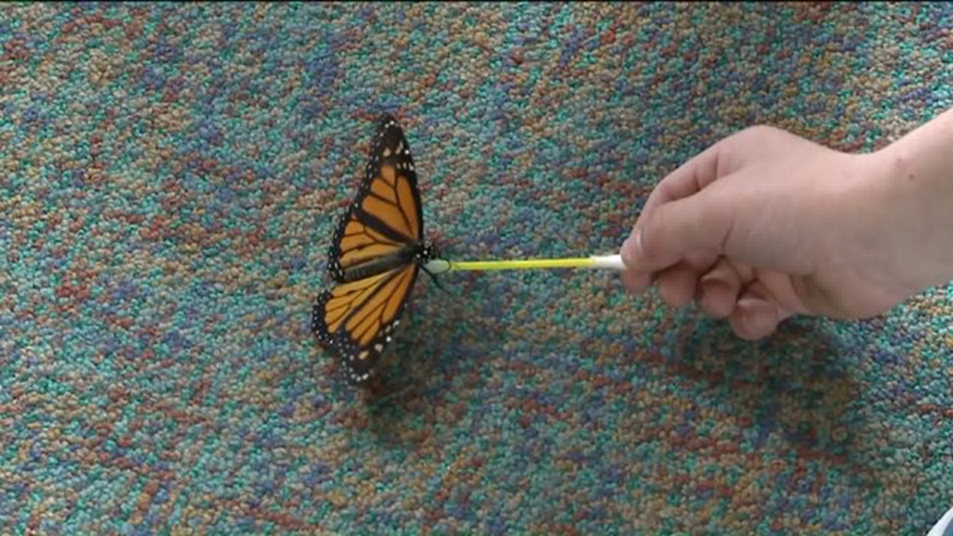 Students Interact with Butterflies