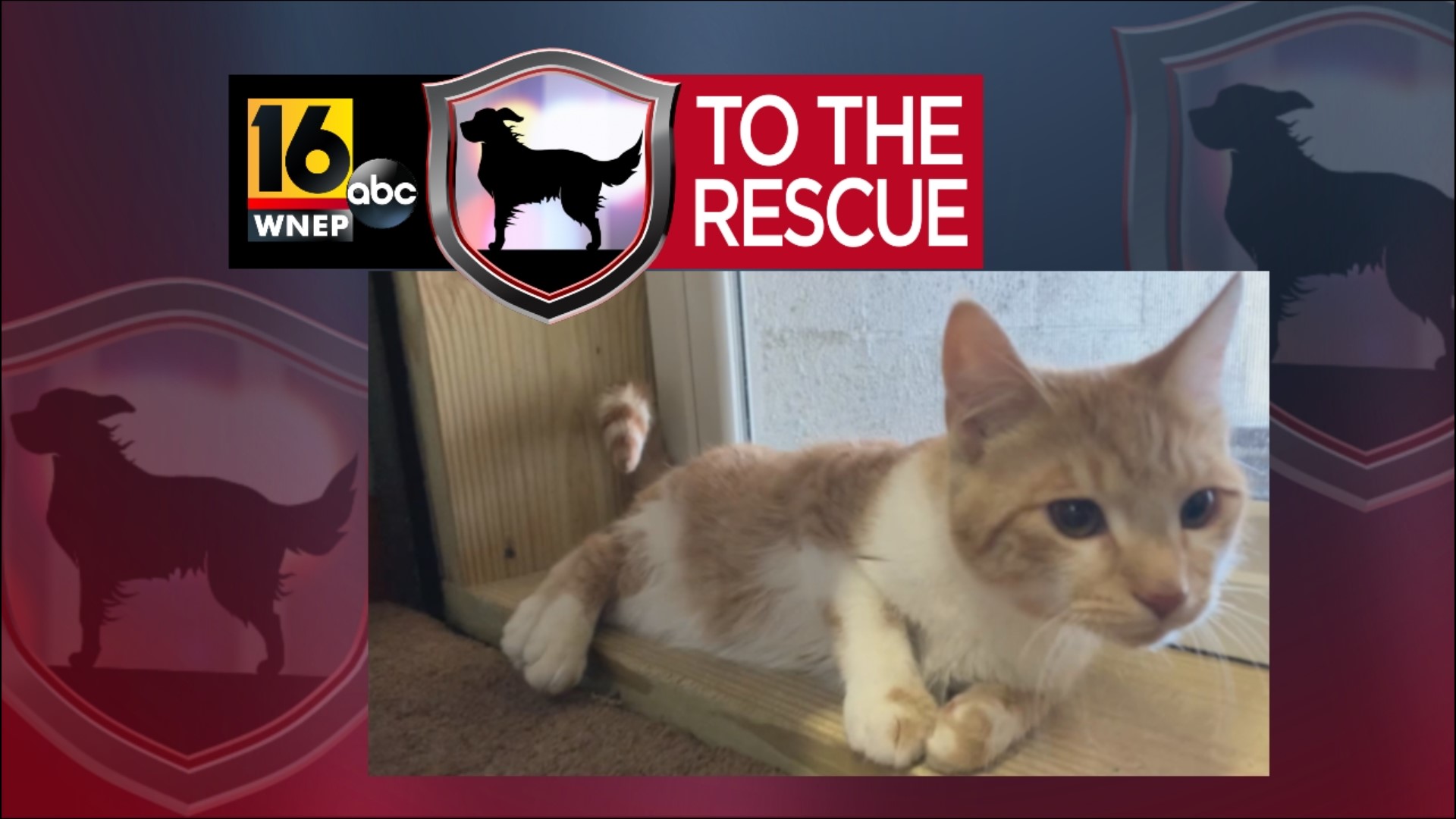 In this week's 16 To The Rescue, we meet an eight-month-old kitten named Mr. Jitters. When you see him, you'll understand how he got his name.