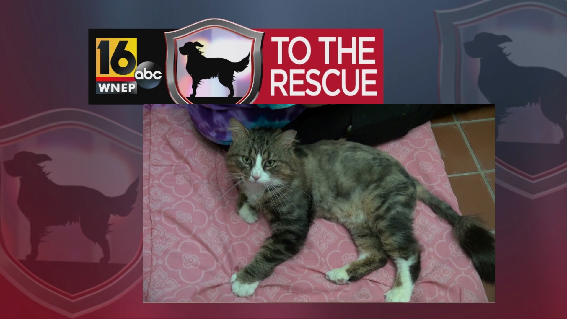 In this week's 16 To The Rescue we meet the friendliest cat who loves to cuddle, make biscuits and give hugs.