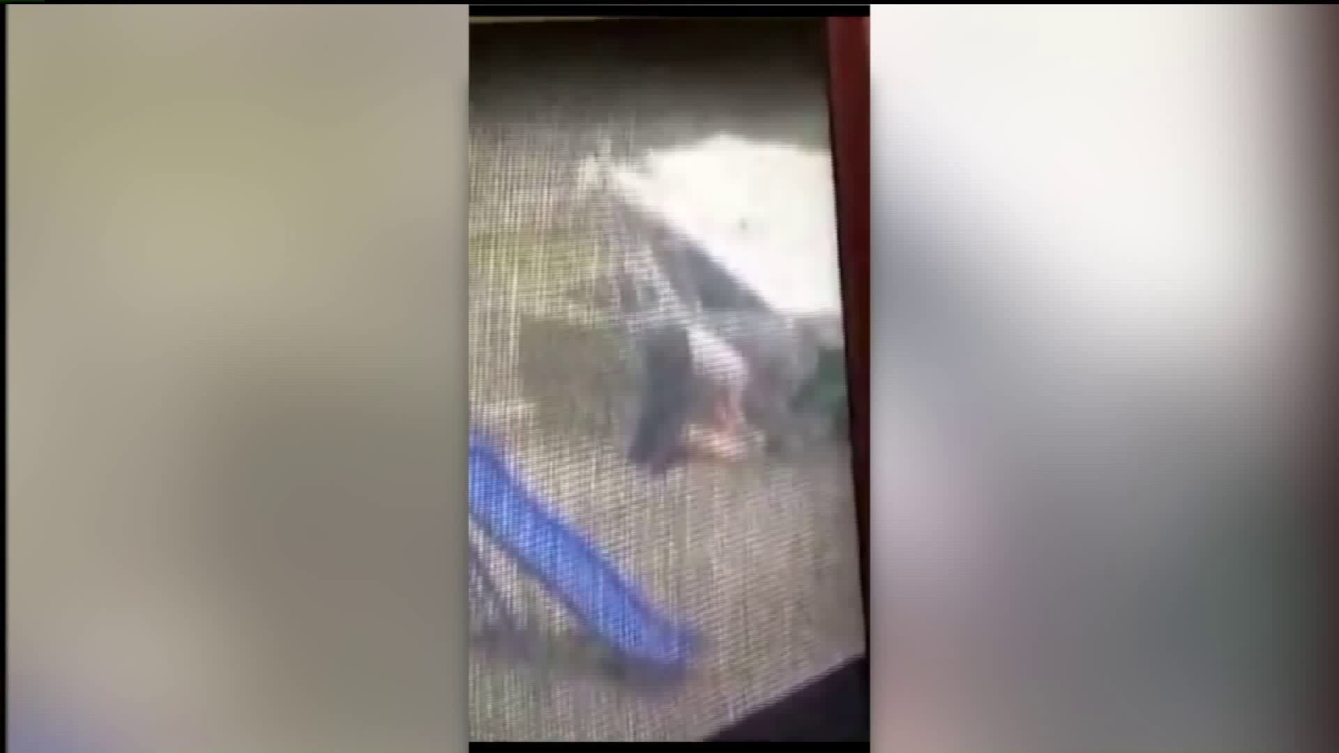 Video of Woman Allegedly Beating Dog Leads to Charges