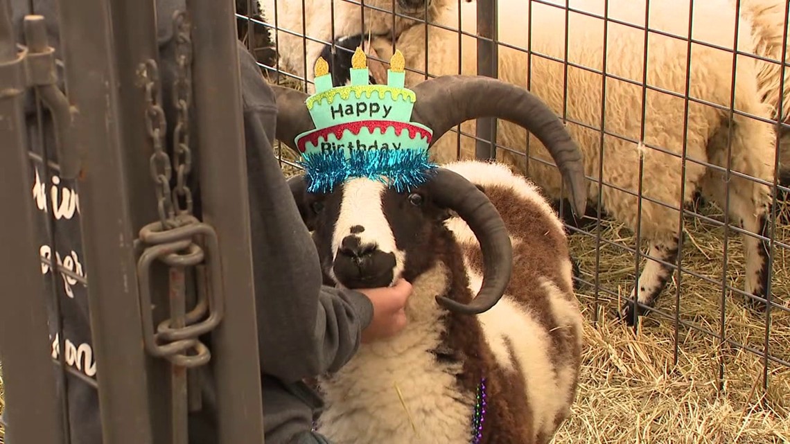 Sheep steals the show at the Bloomsburg Fair, two years in a row