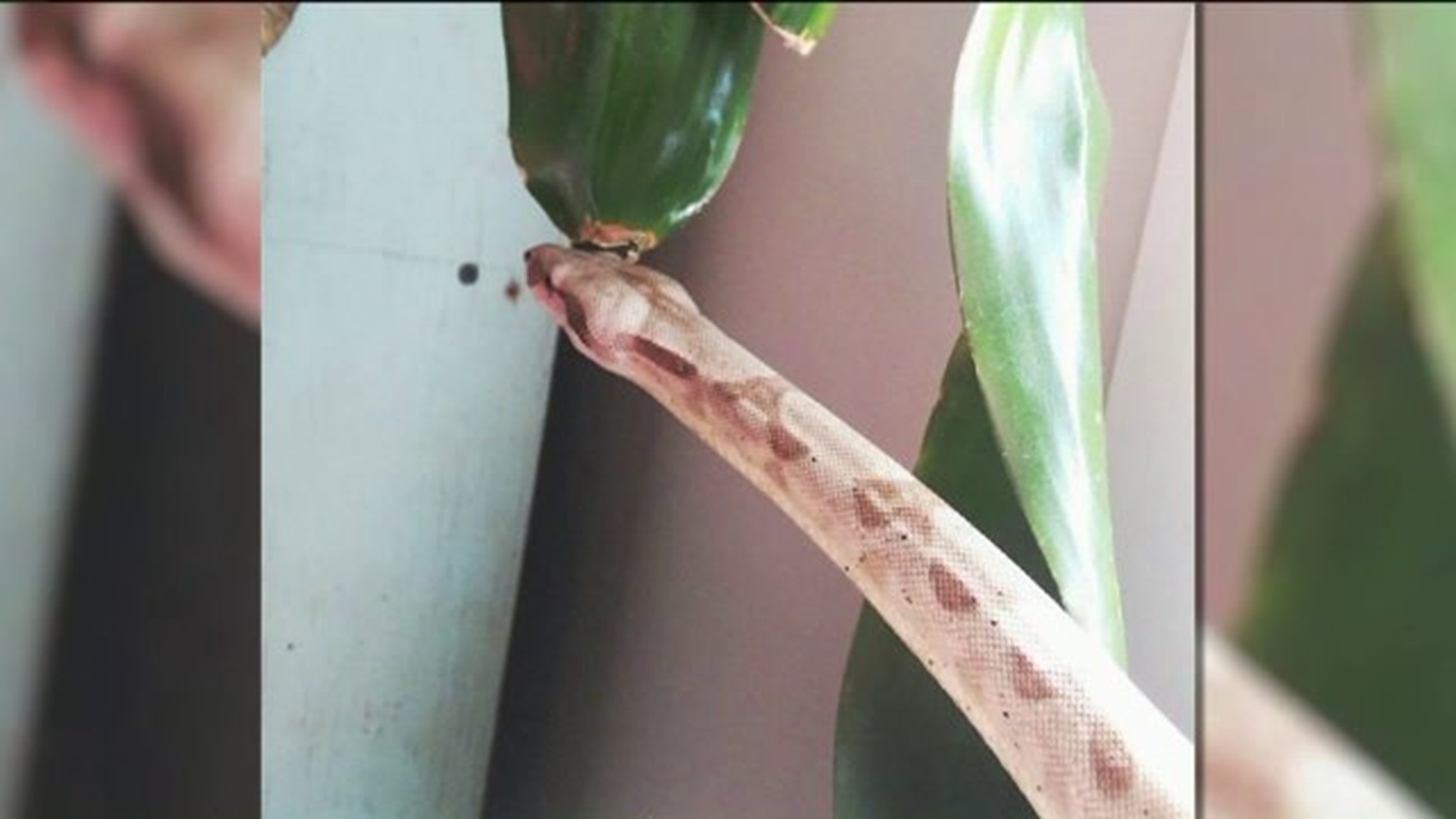 Couple Frantically Searching for Missing Pet Boa