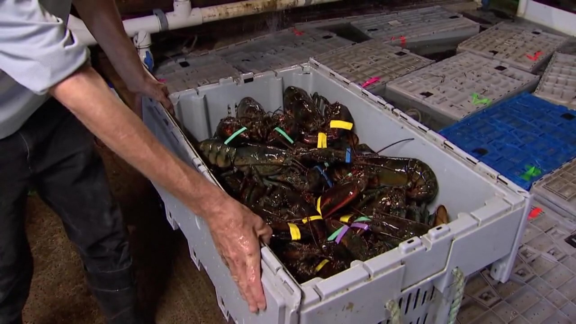 A new report sounded the alarm on an endangered species, saying certain types of lobster should be avoided.