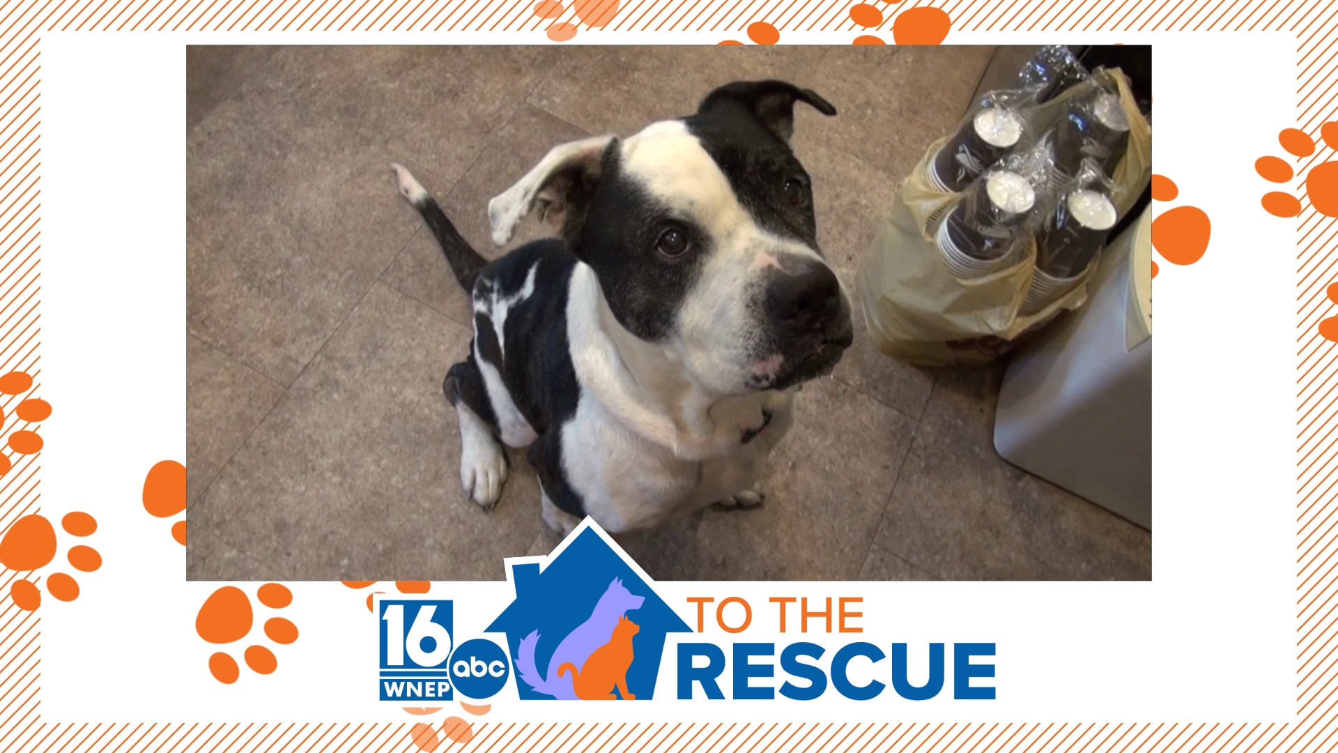 In this week's 16 To The Rescue we meet a 13-year-old pit bull/mix looking for a loving family and a comfortable family to spend her final days.