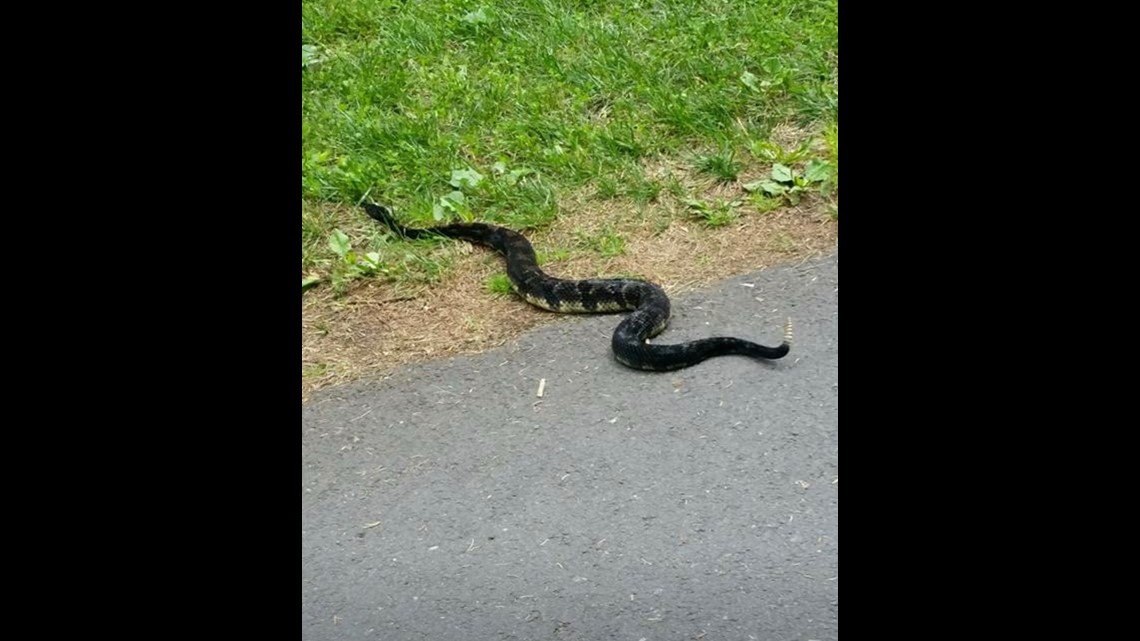 Construction Project Causing Snake Problem? | wnep.com