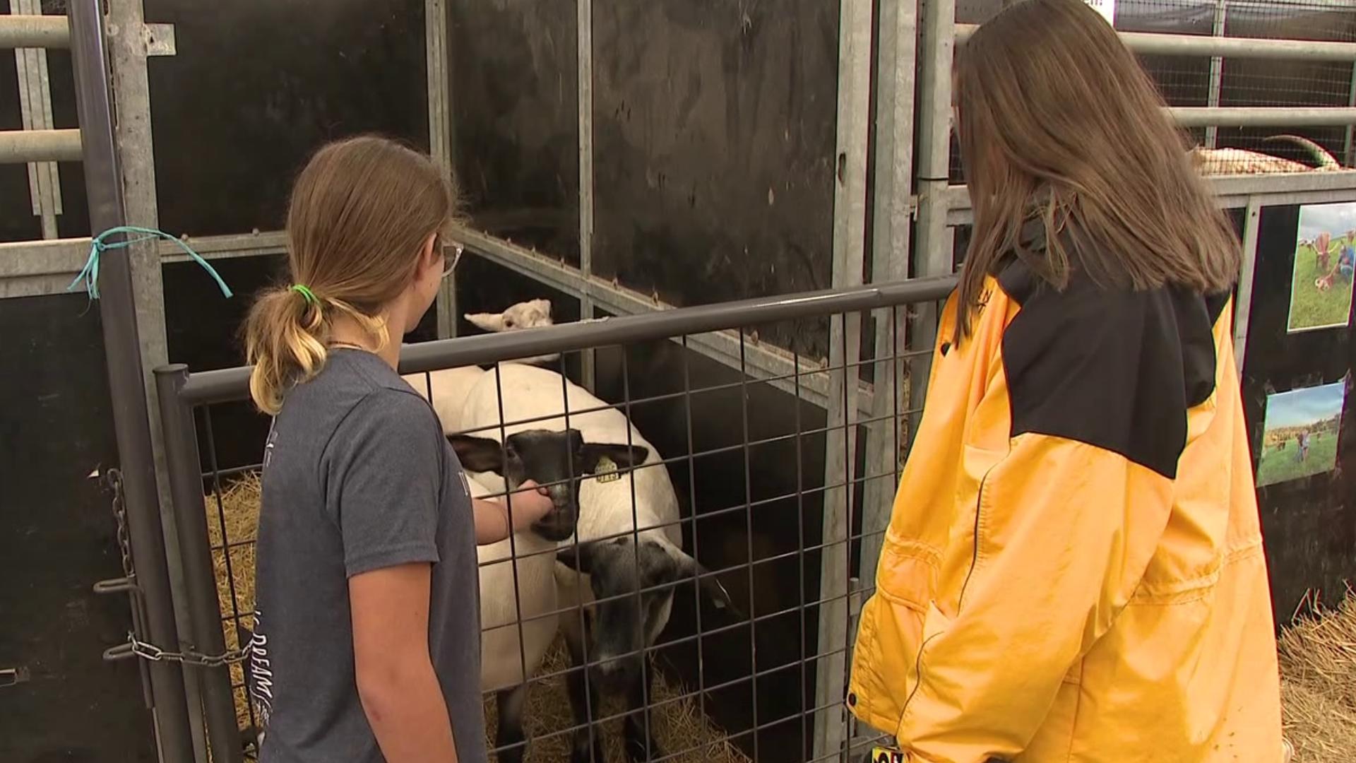 The 4-H kids and their animals are just as important as the food and vendors here at the fair.