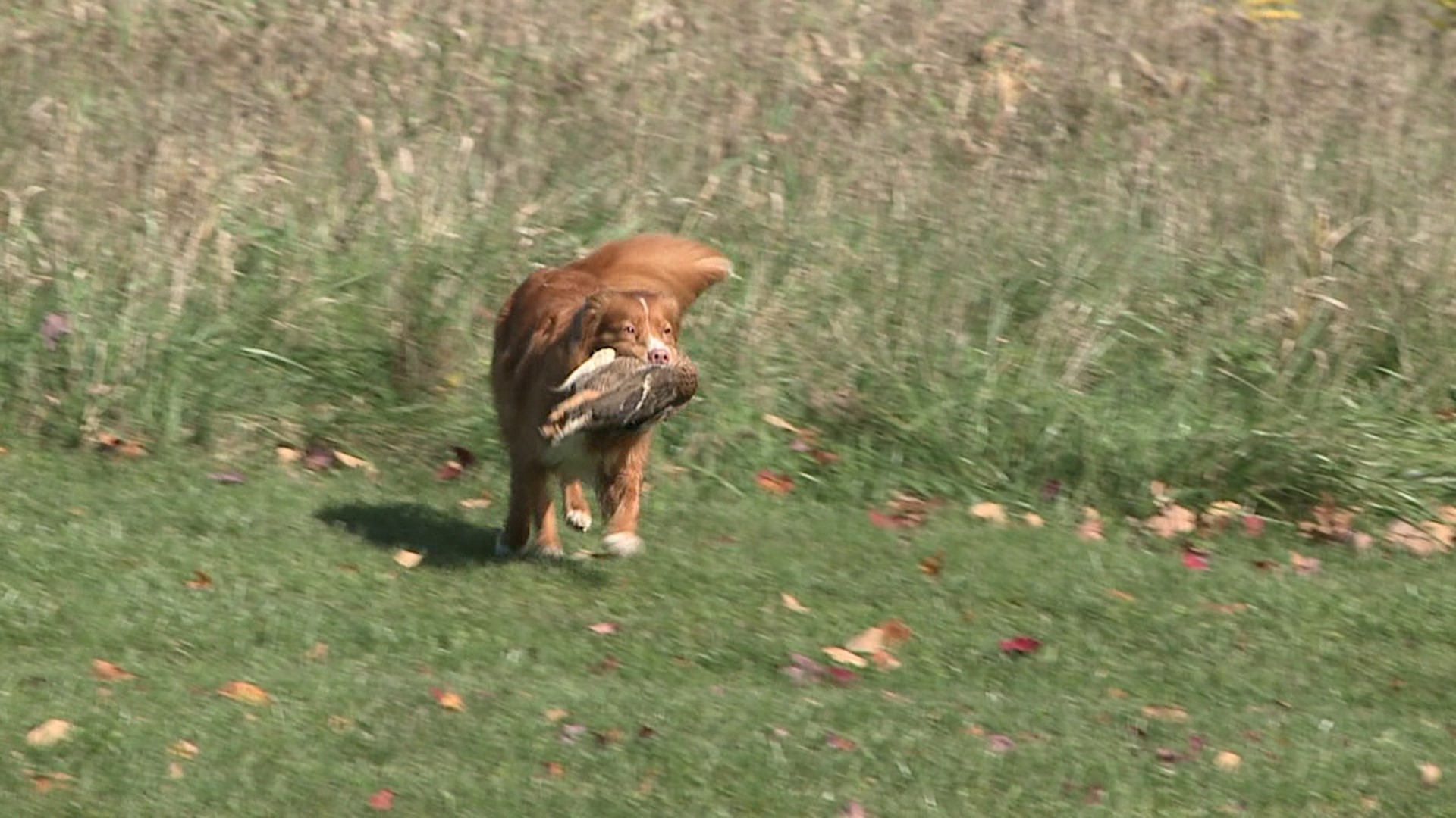 An event in Wyoming County helped dogs get certified as working dogs, doing what they were bred to do, retrieve ducks.