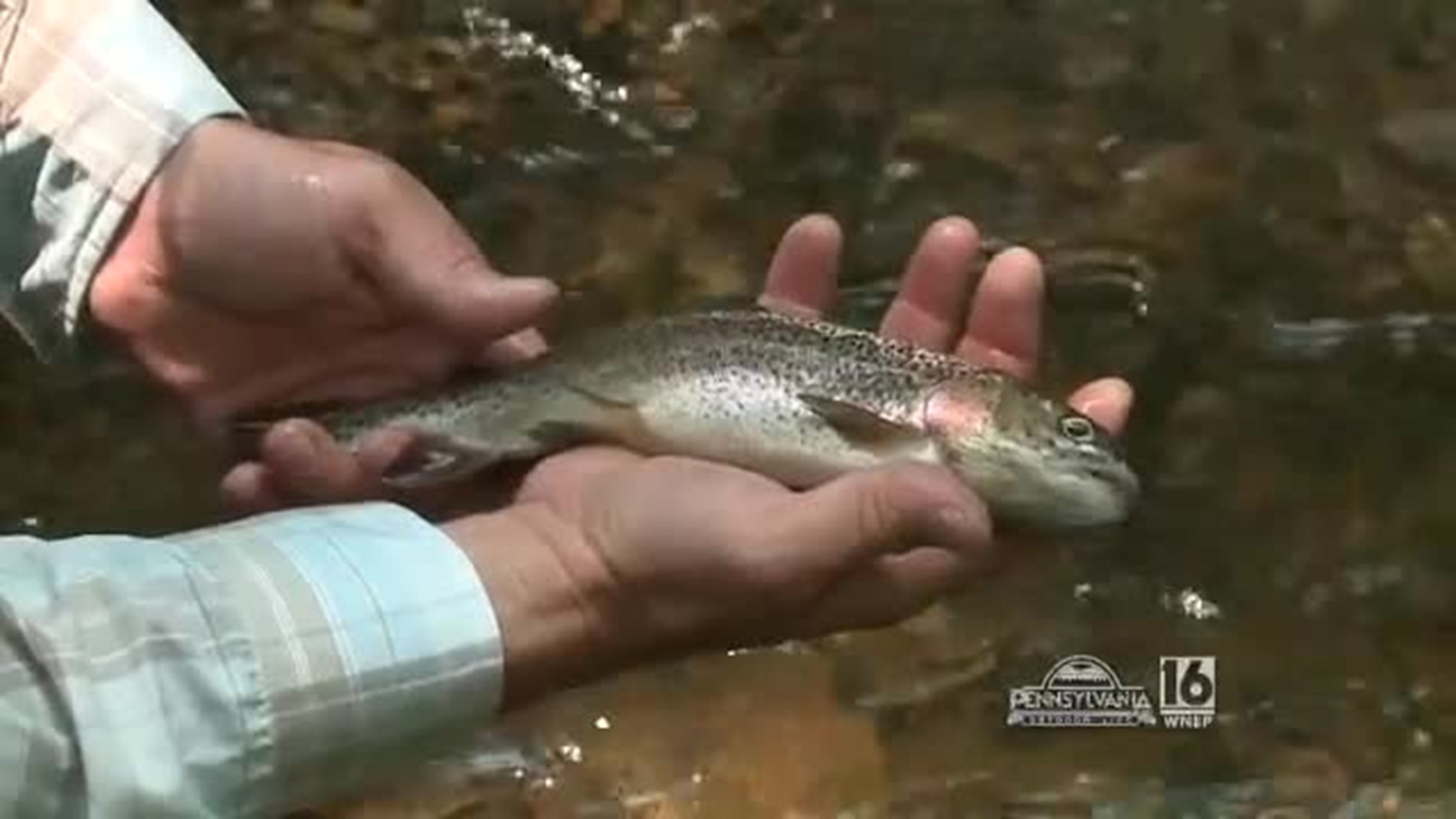 Trout Fishing on Mauch Chunk Creek